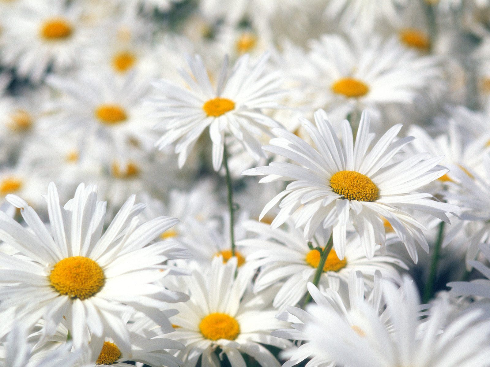 Daisies Wallpapers