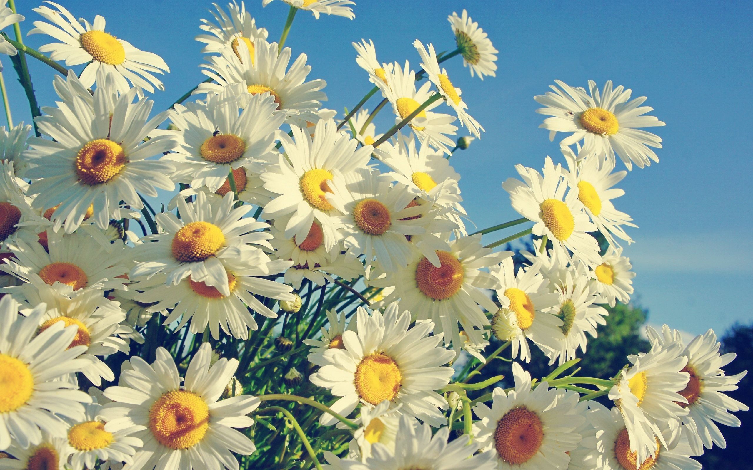 Daisies Wallpapers