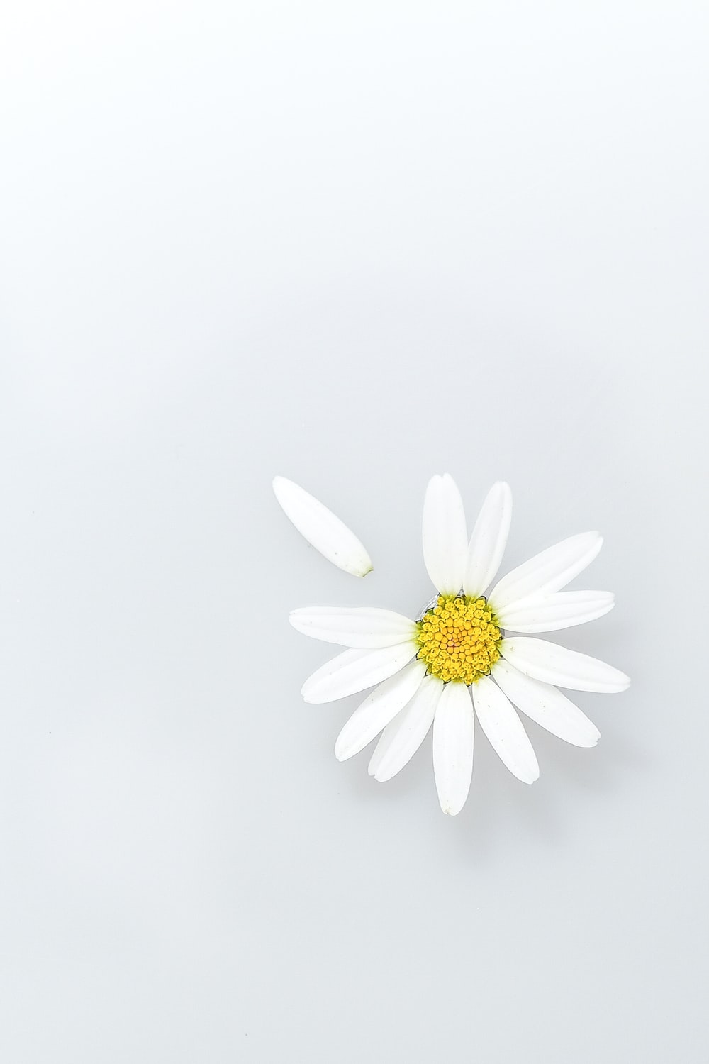 Daisies Wallpapers