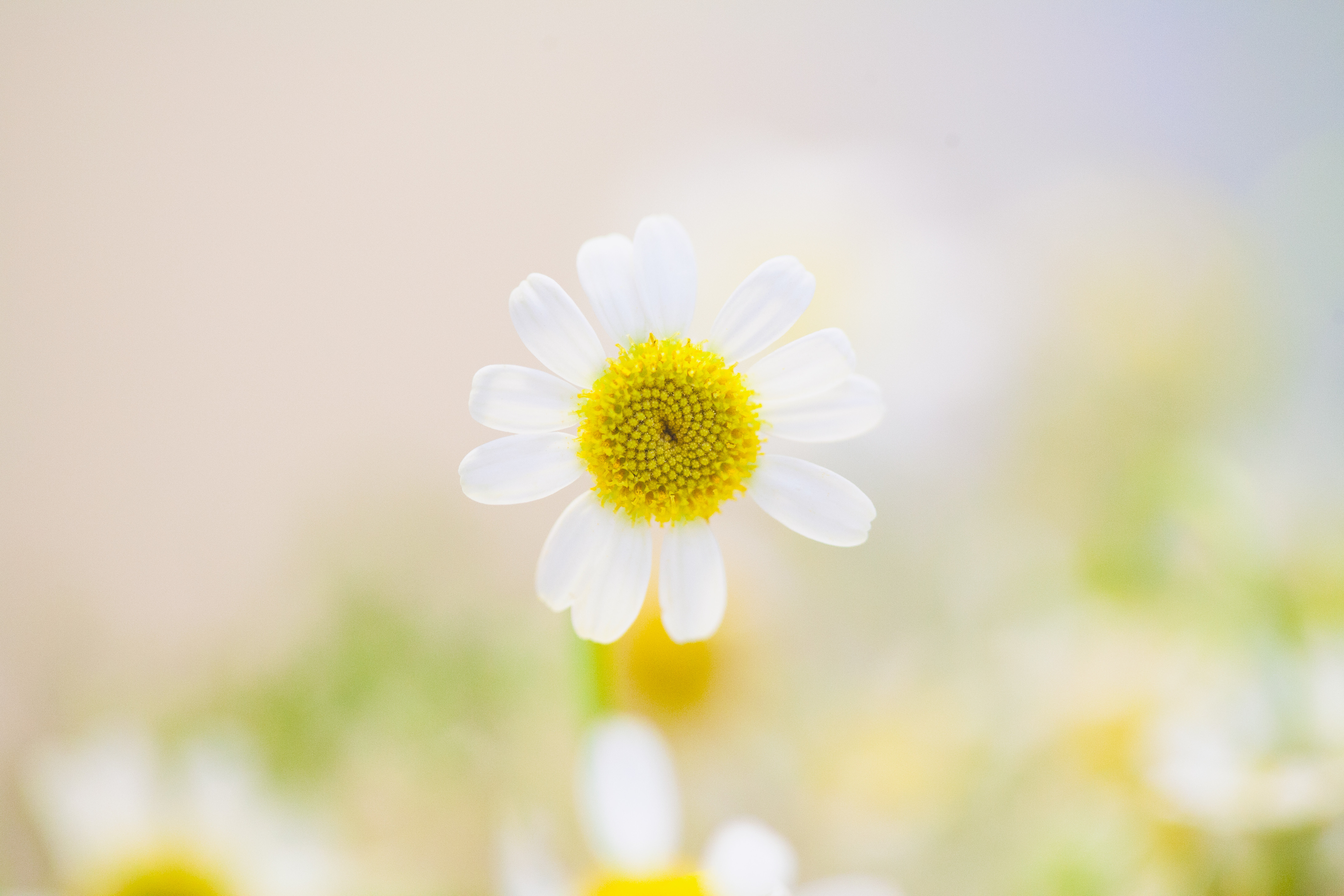 Daisies Wallpapers