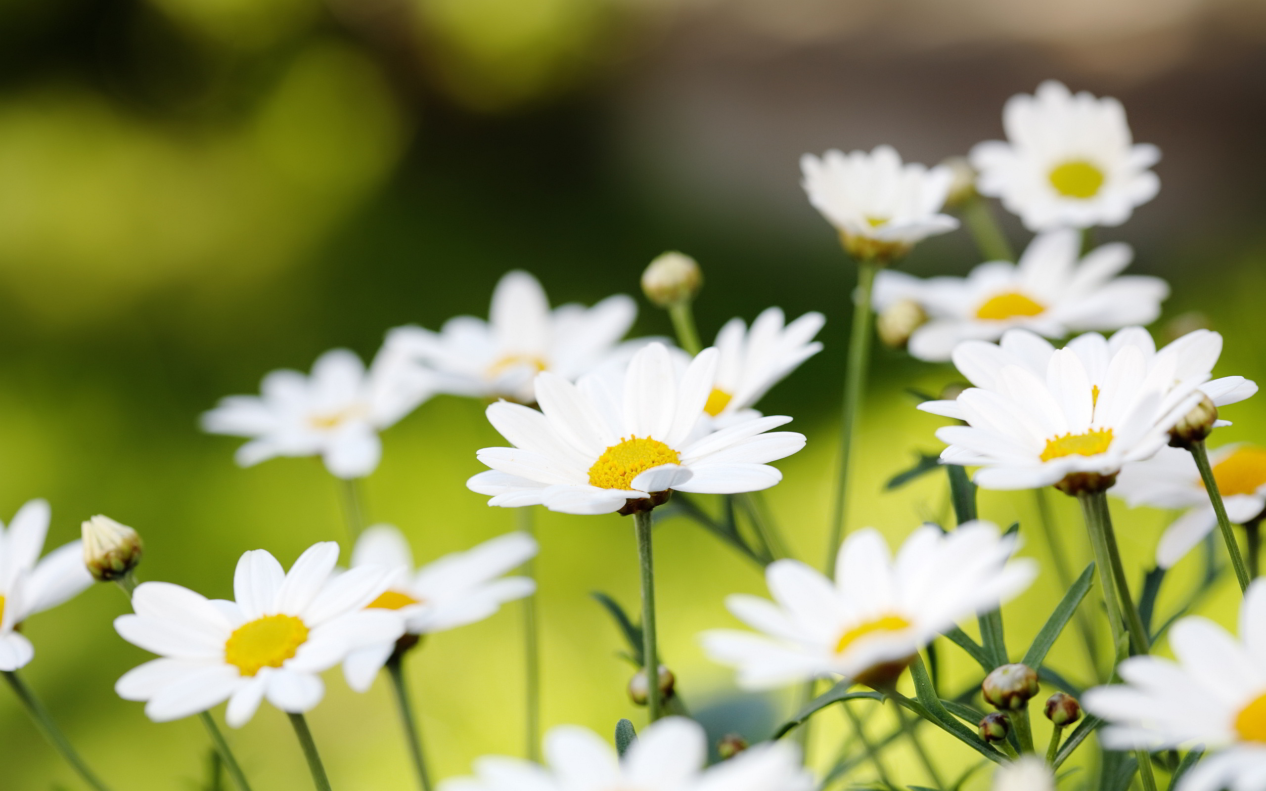 Daisies Wallpapers