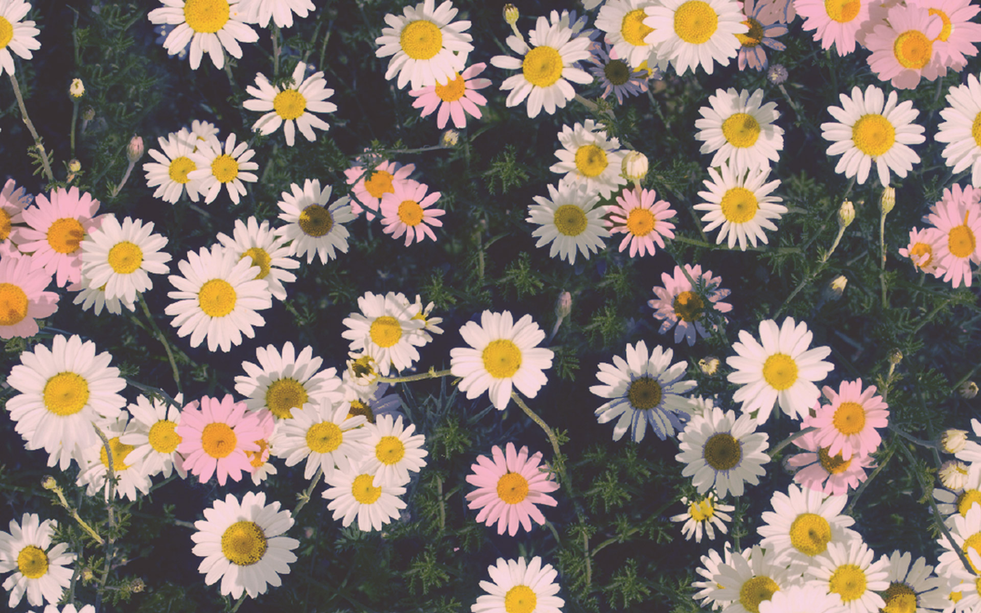 Daisy And Sunflower Wallpapers