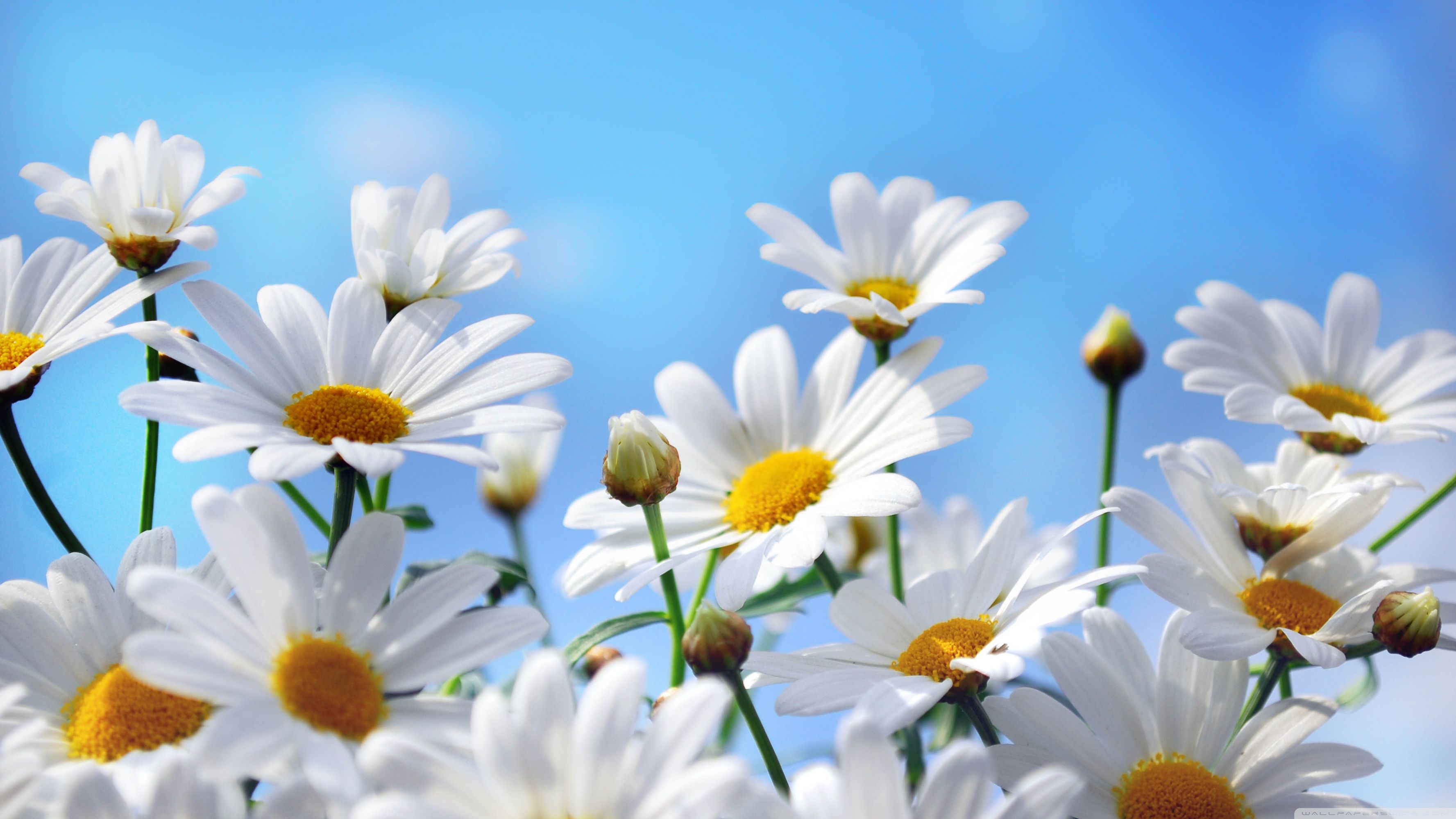 Daisy Desktop Wallpapers