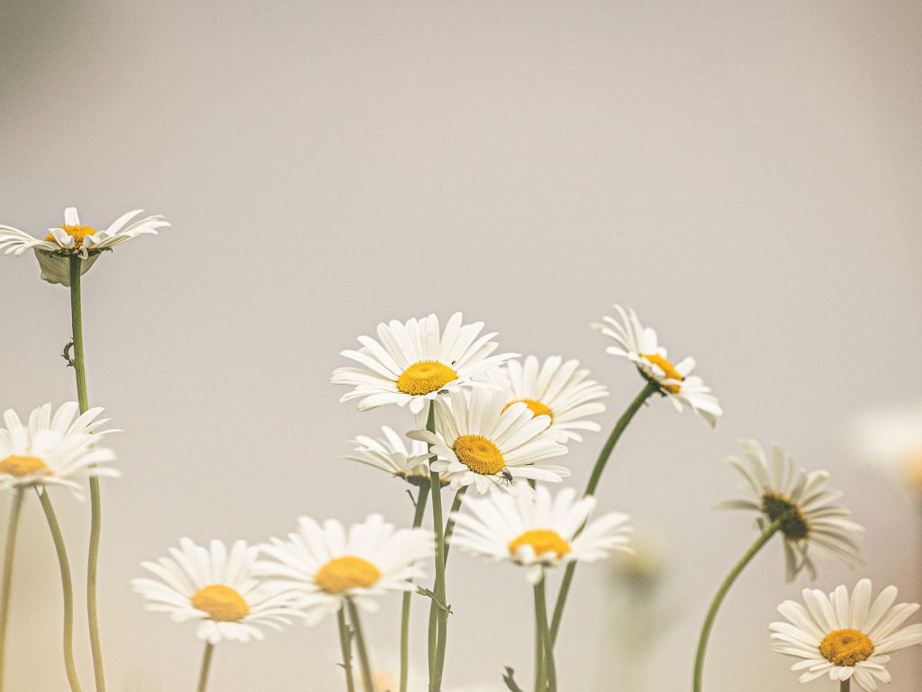 Daisy Desktop Wallpapers