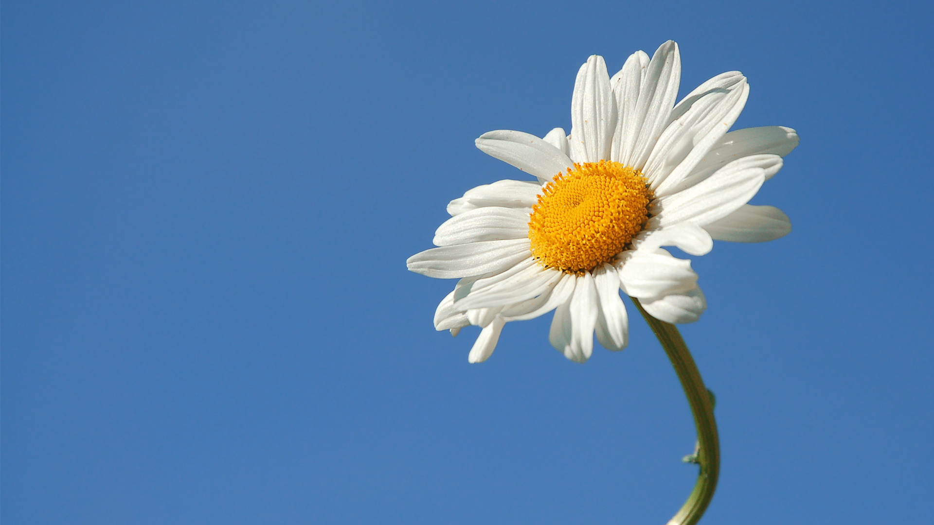 Daisy Desktop Wallpapers