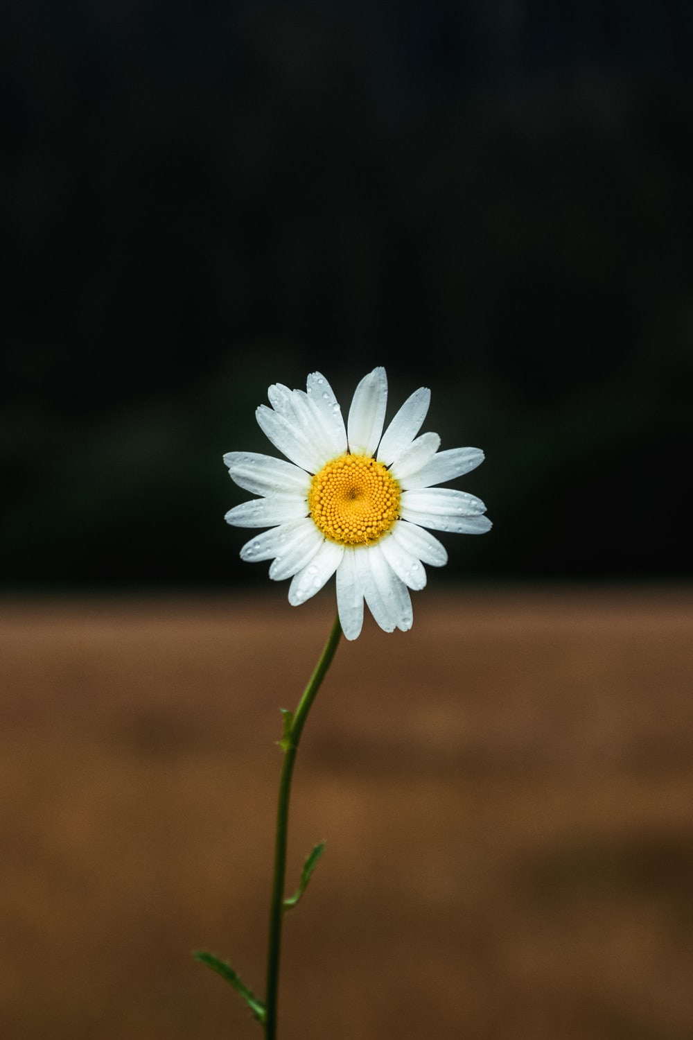 Daisy Desktop Wallpapers