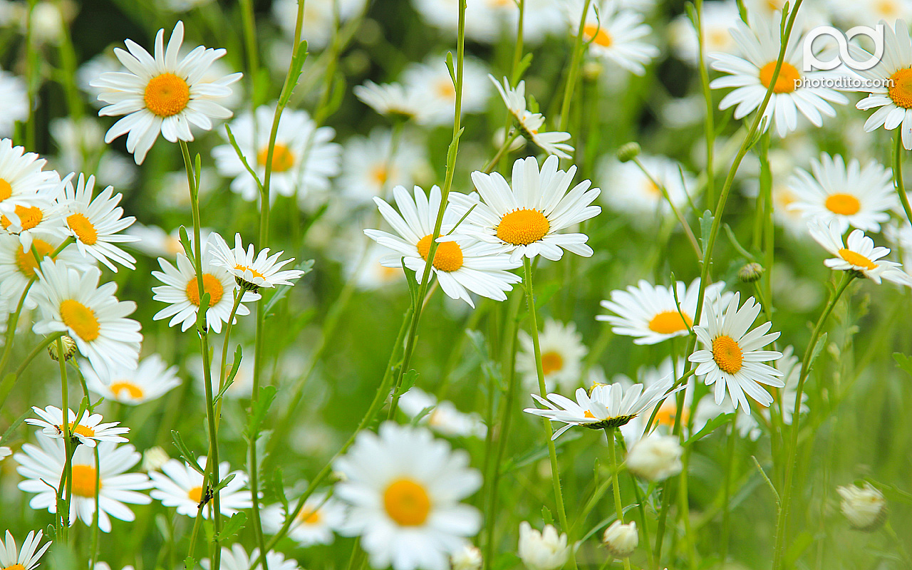 Daisy Desktop Wallpapers