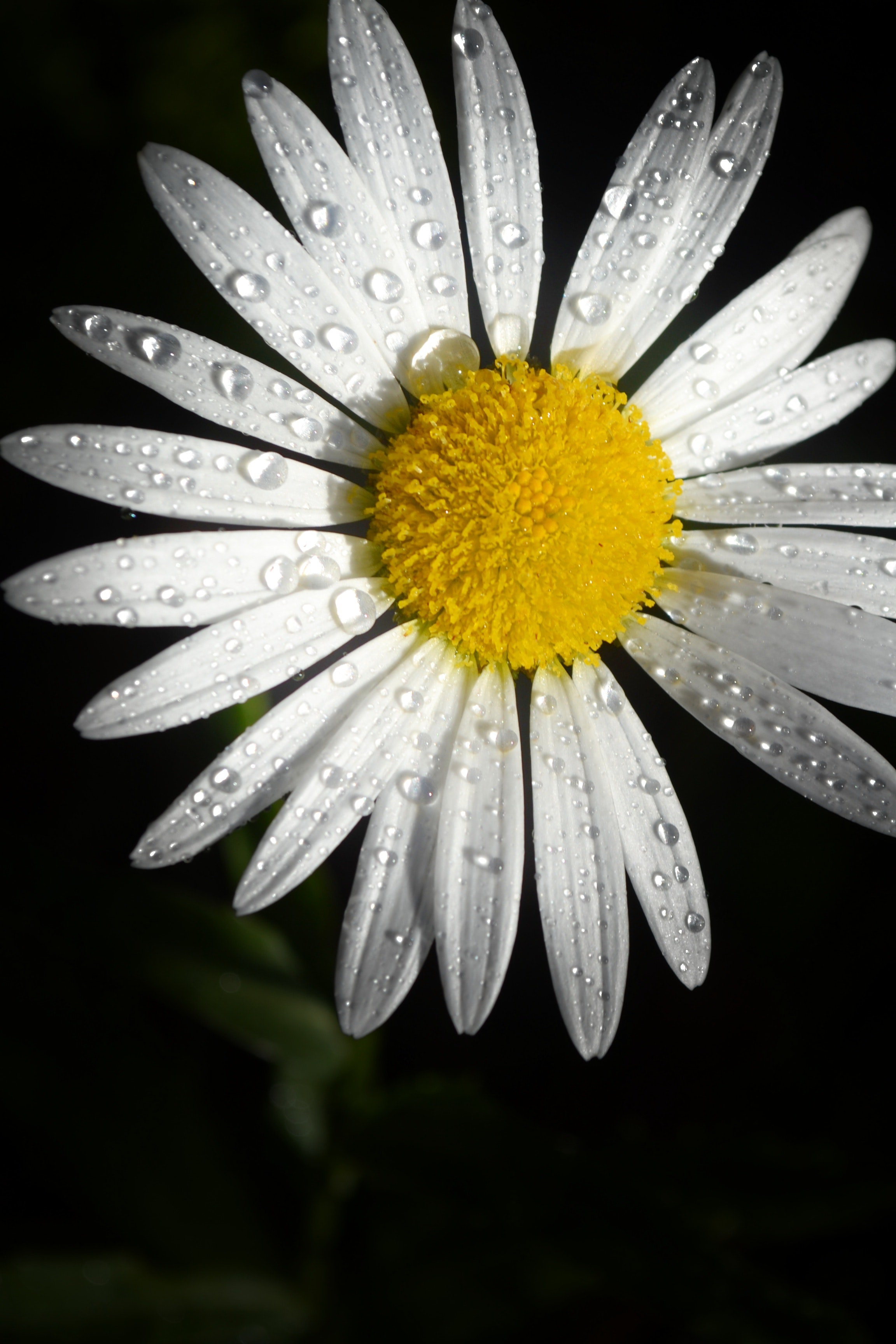 Daisy Flower Wallpapers