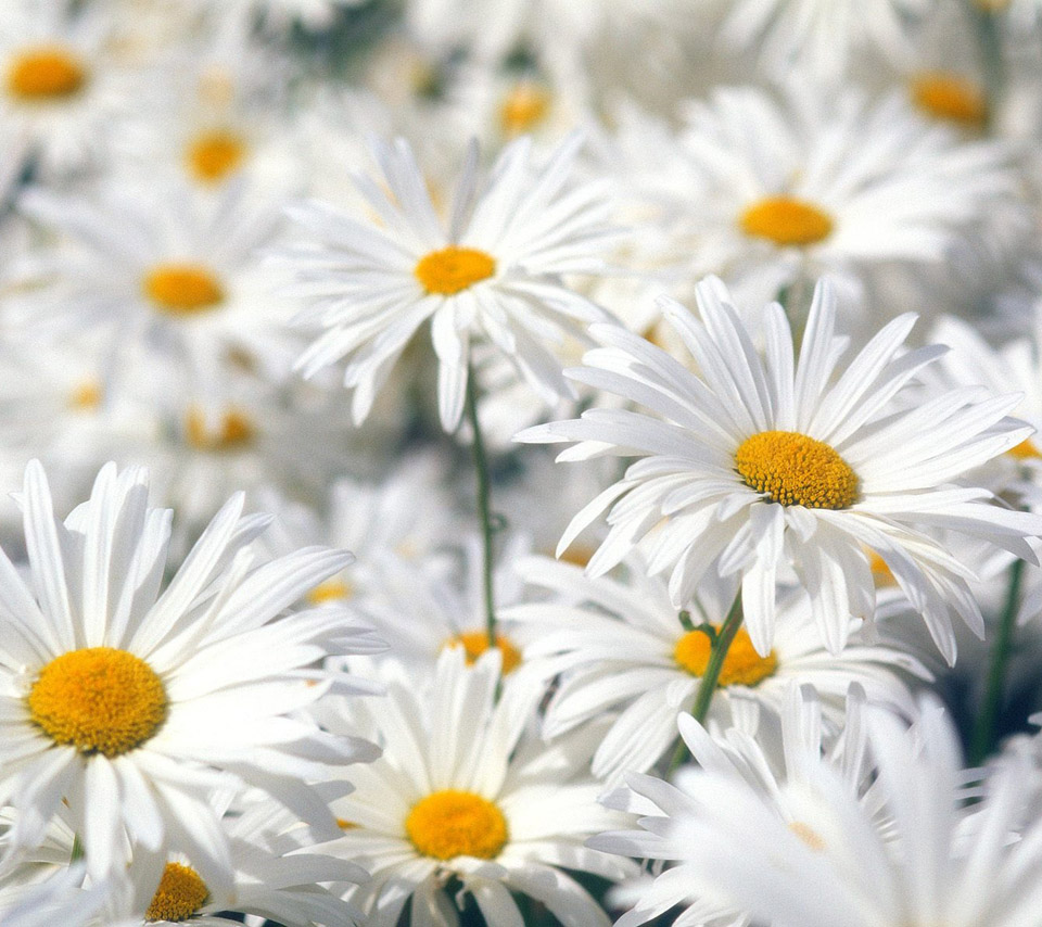 Daisy Flower Wallpapers