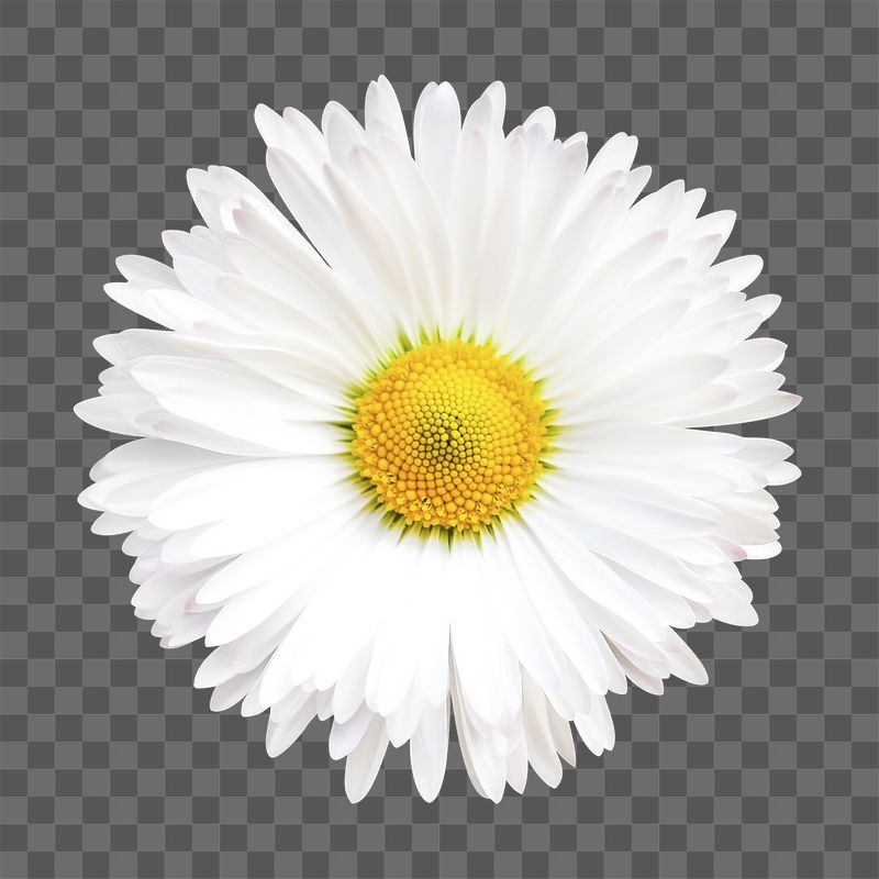 Daisy Flower Wallpapers