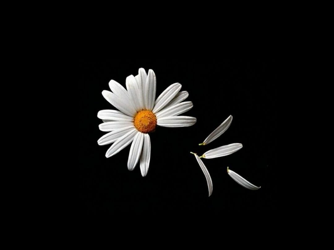 Daisy Flower Wallpapers