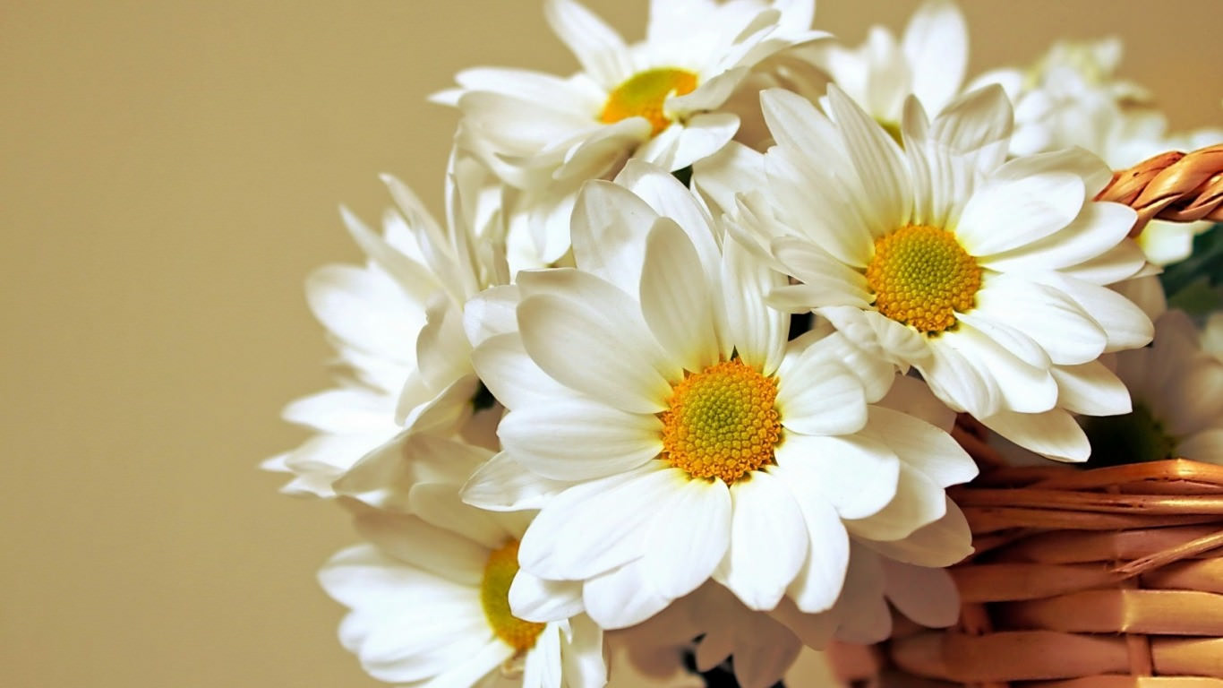 Daisy Flower Wallpapers