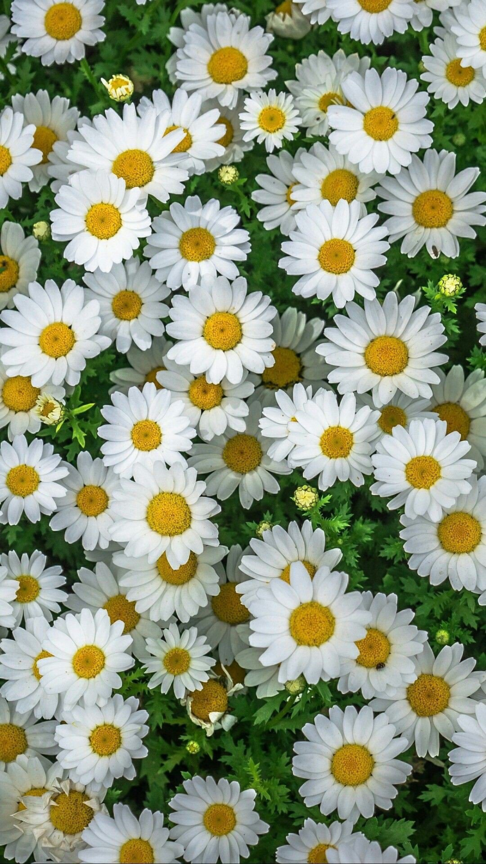 Daisy Flower Wallpapers