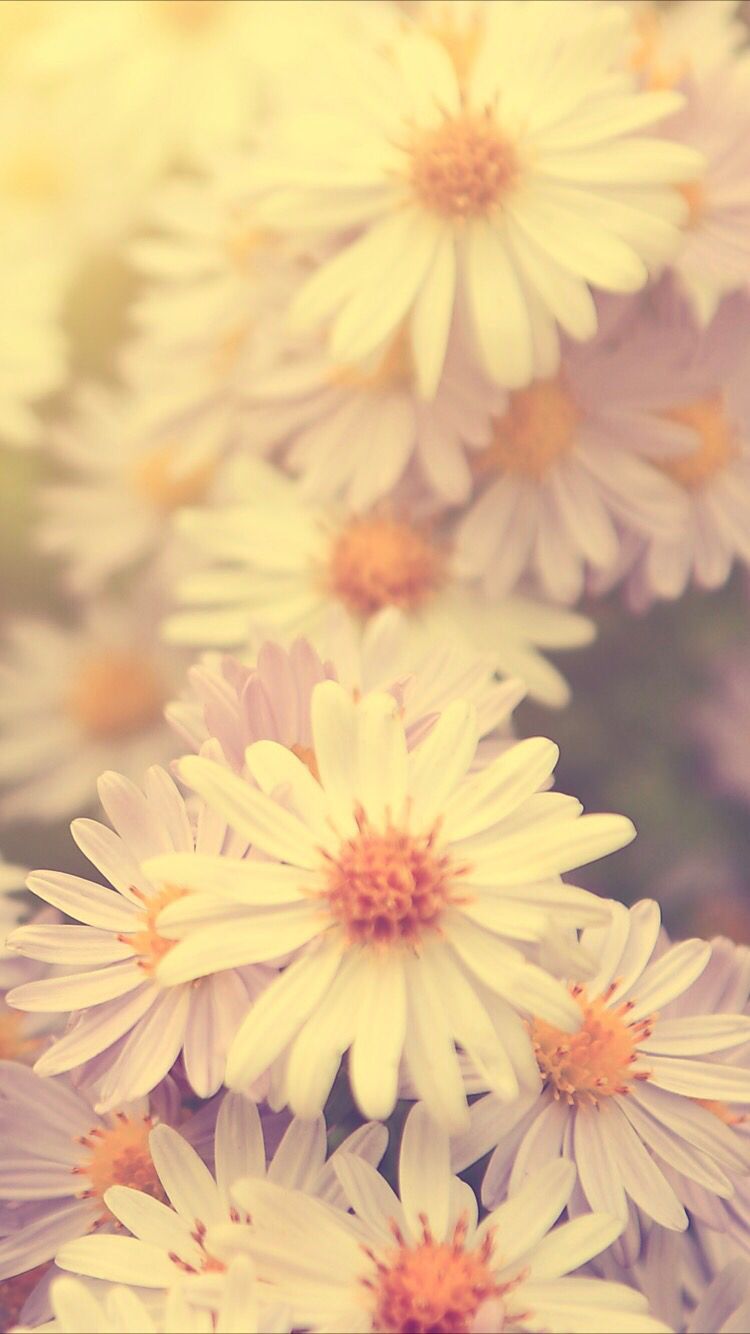 Daisy Iphone Wallpapers