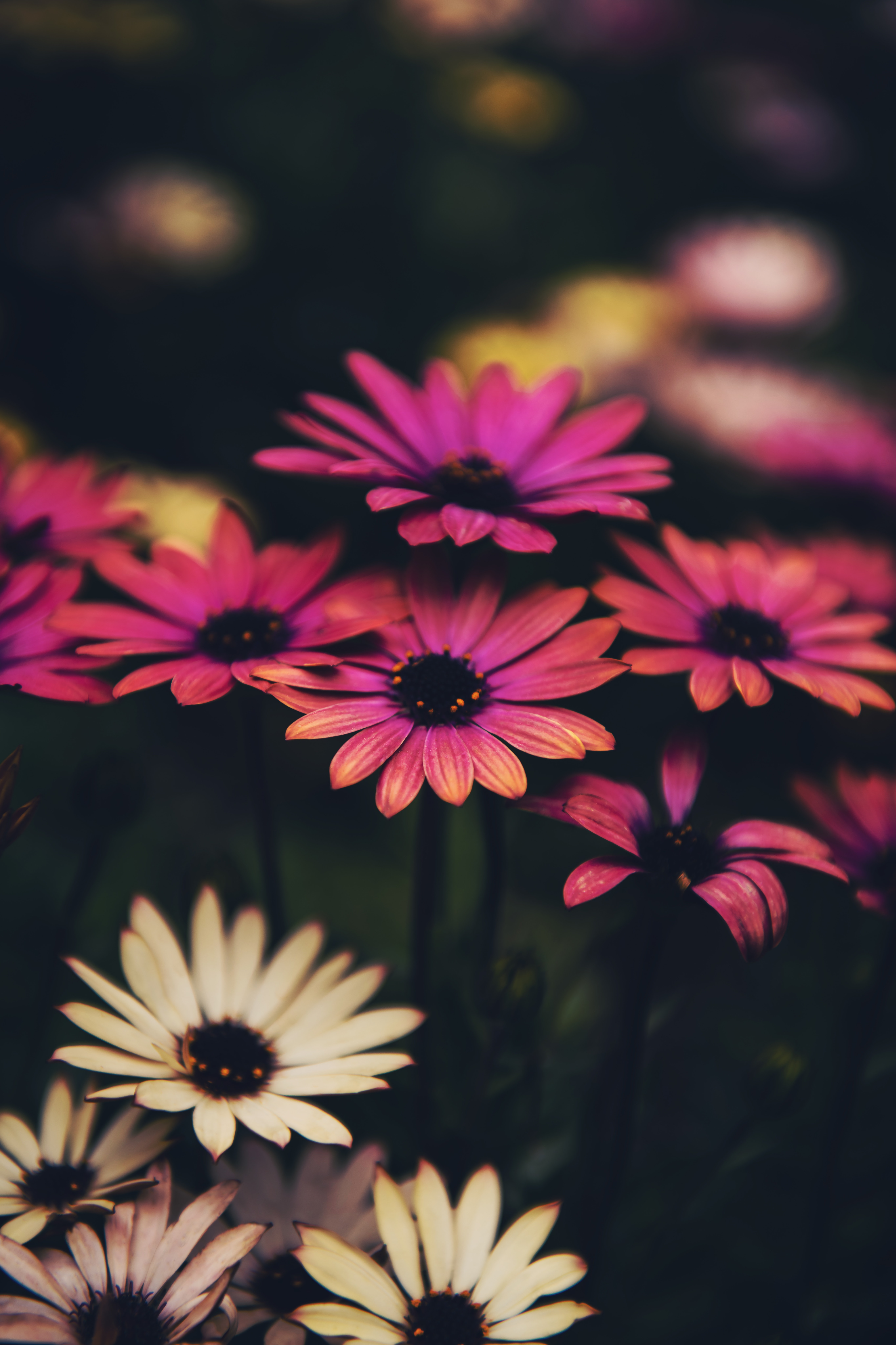 Daisy Iphone Wallpapers