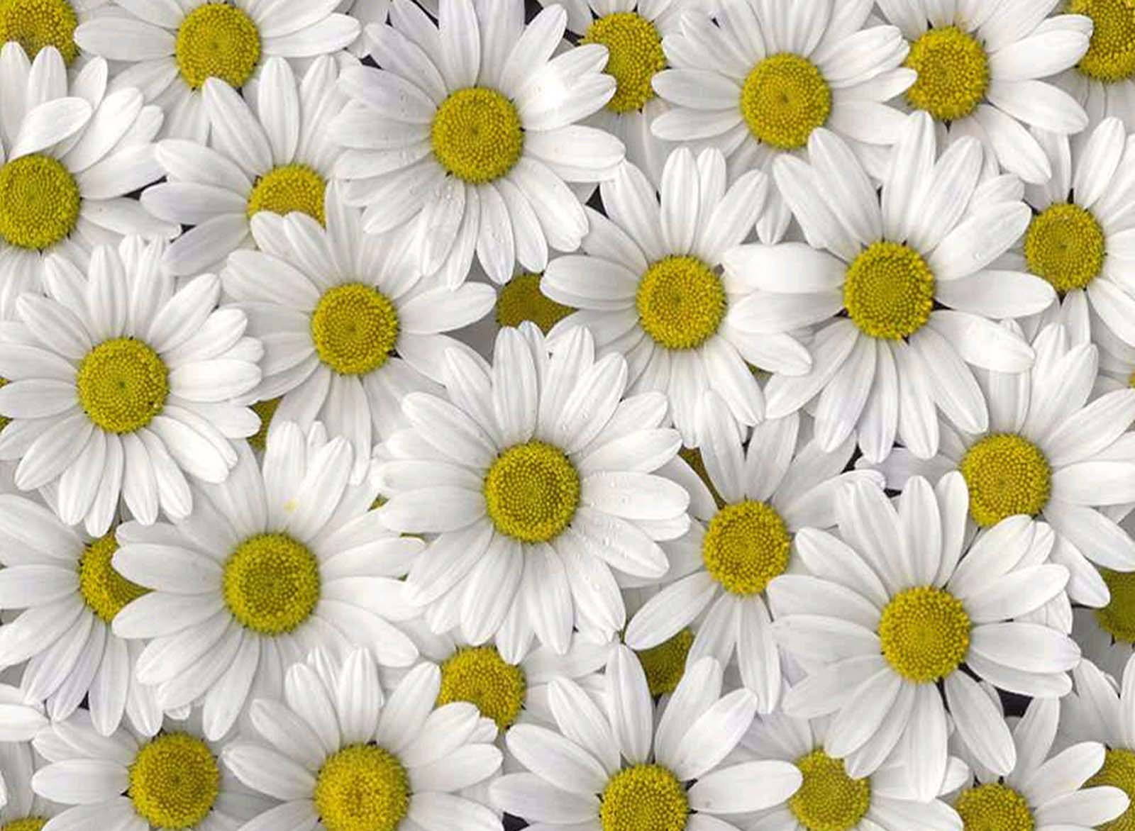 Daisy Iphone Wallpapers