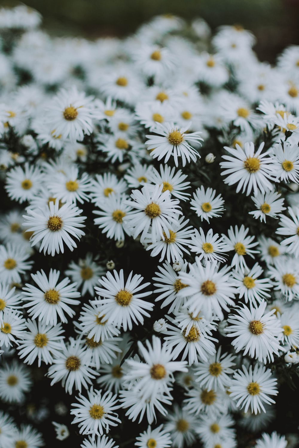 Daisy Iphone Wallpapers