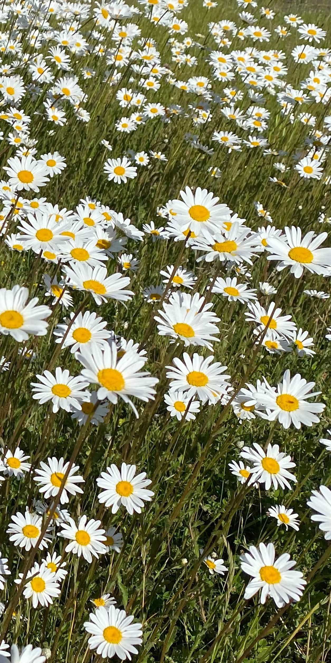 Daisy Phone Wallpapers