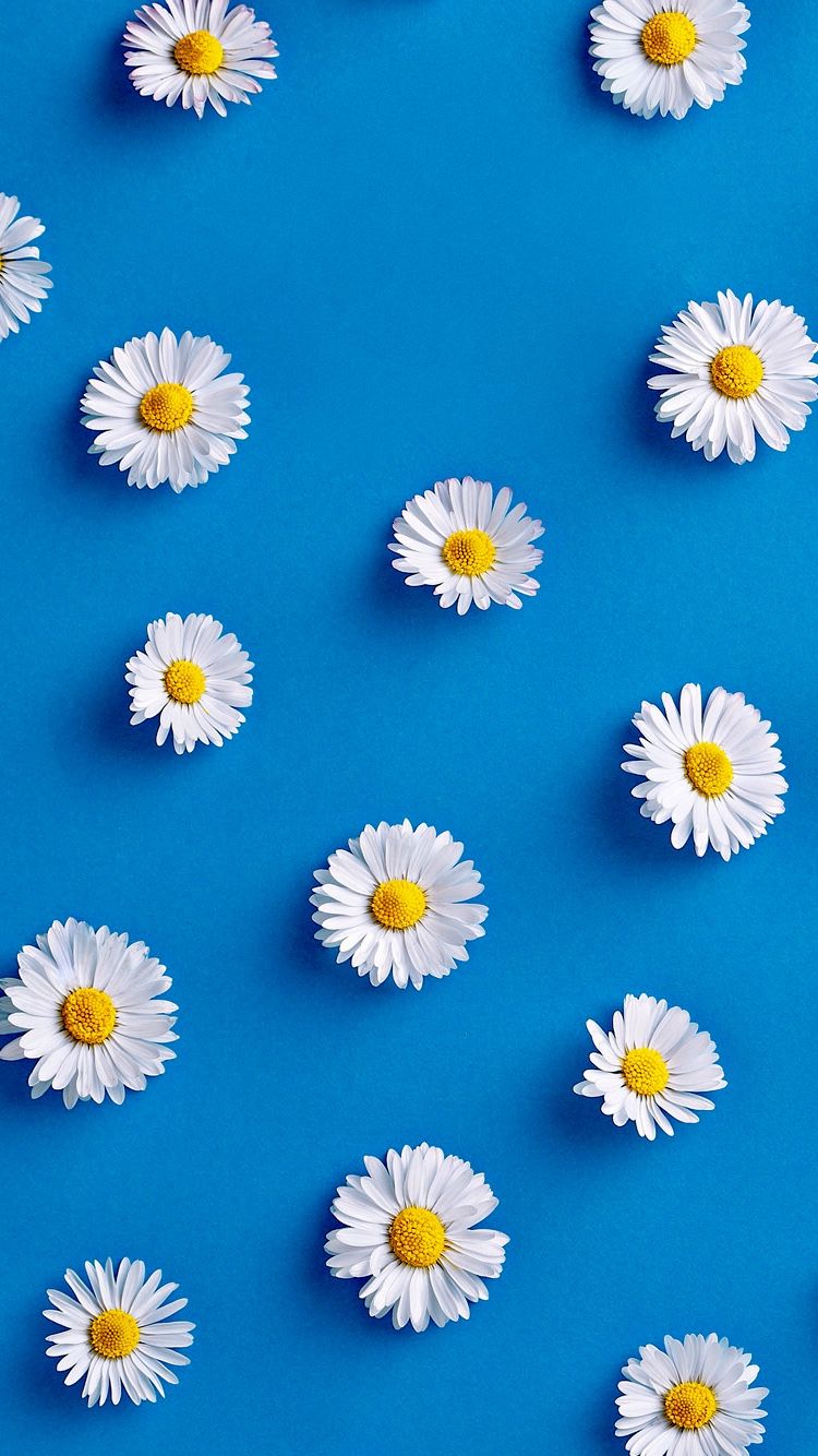Daisy Phone Wallpapers