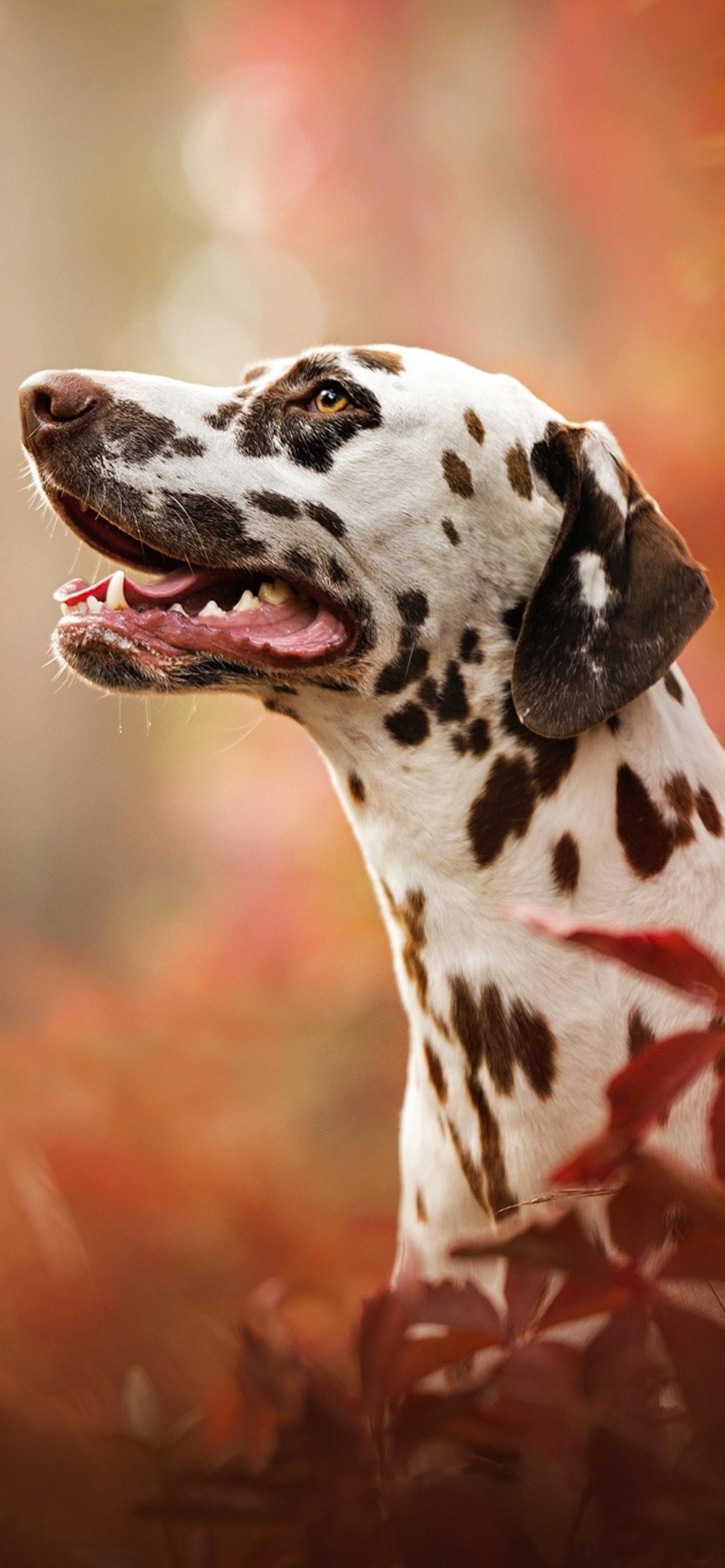 Dalmatian Iphone Wallpapers