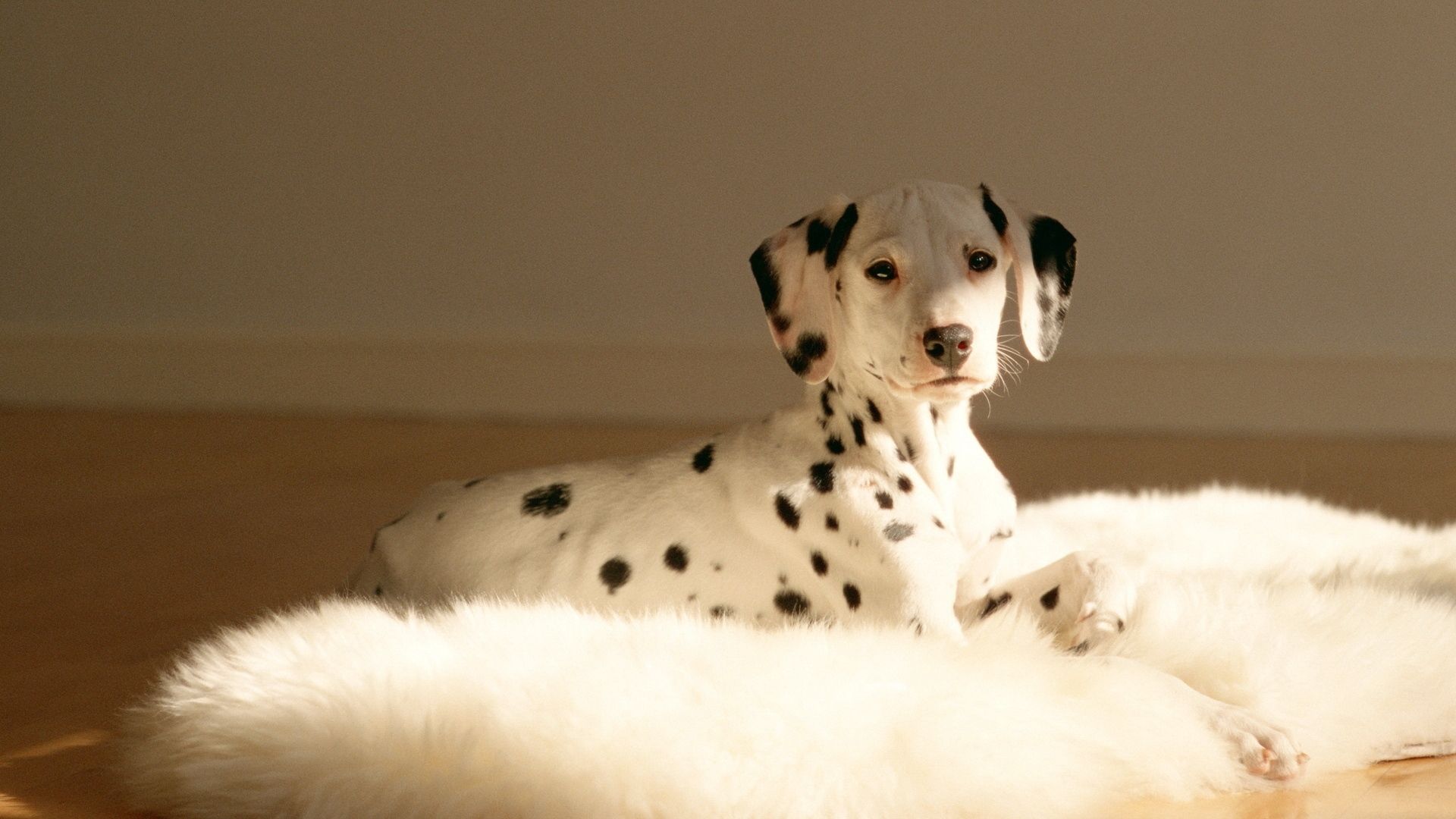 Dalmatians Wallpapers