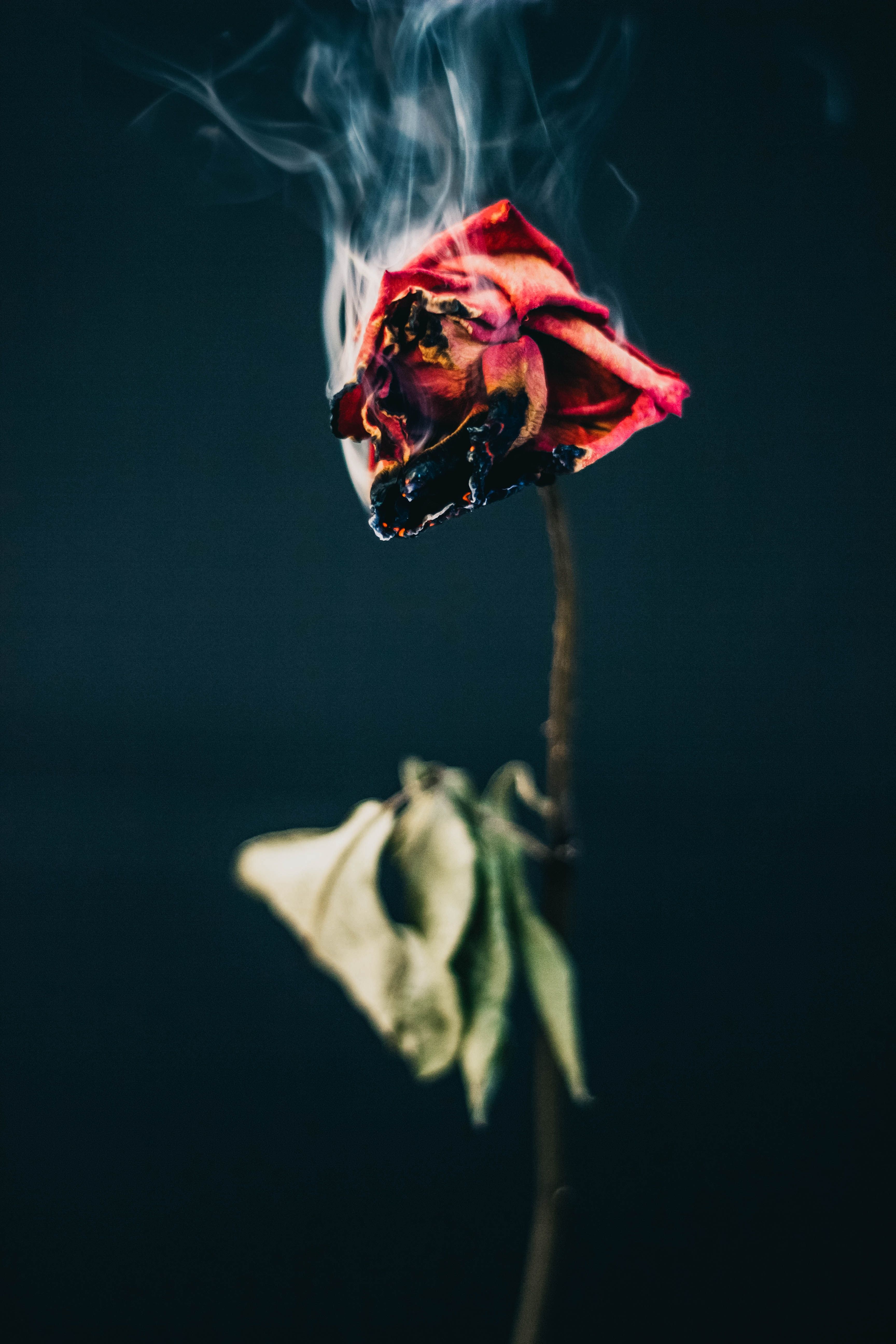 Dead Flower Picture Wallpapers