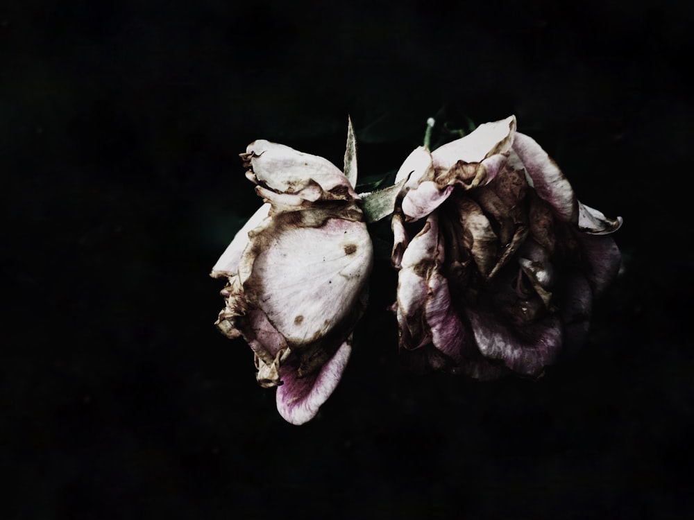 Dead Flower Picture Wallpapers