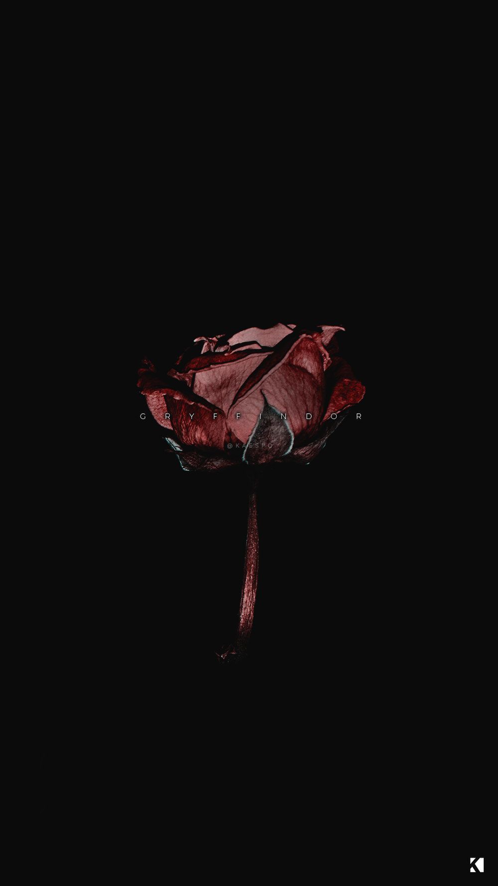 Dead Flower Picture Wallpapers