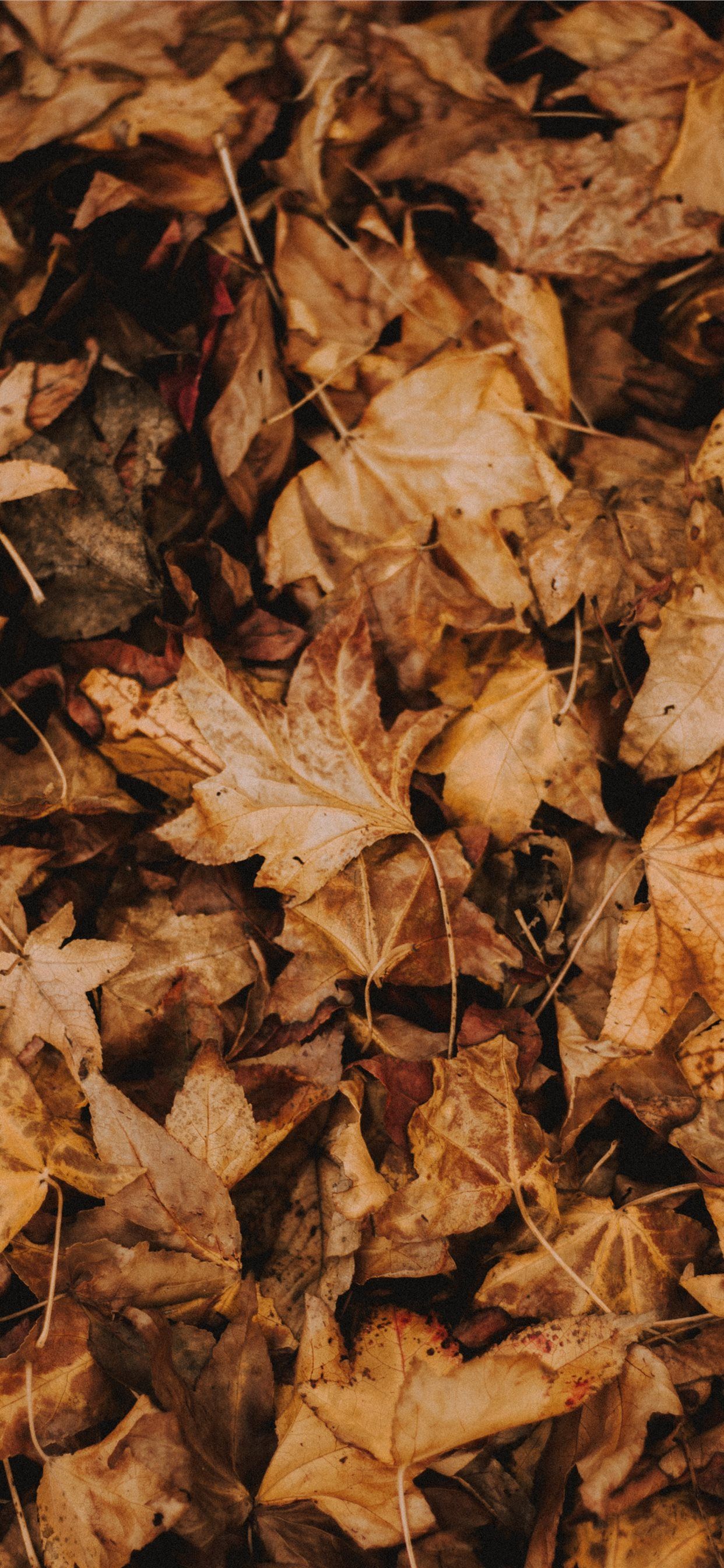 Dead Leaves Wallpapers