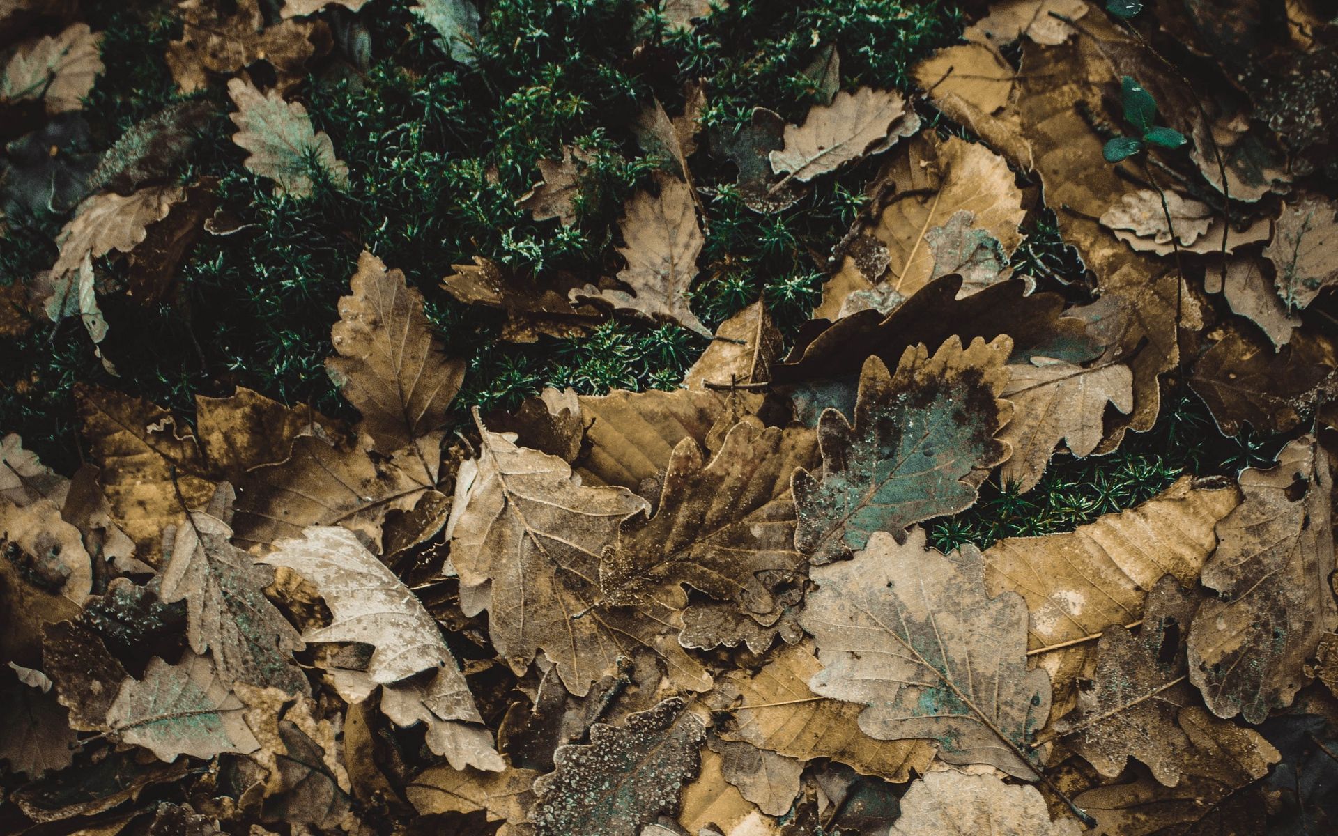 Dead Leaves Wallpapers