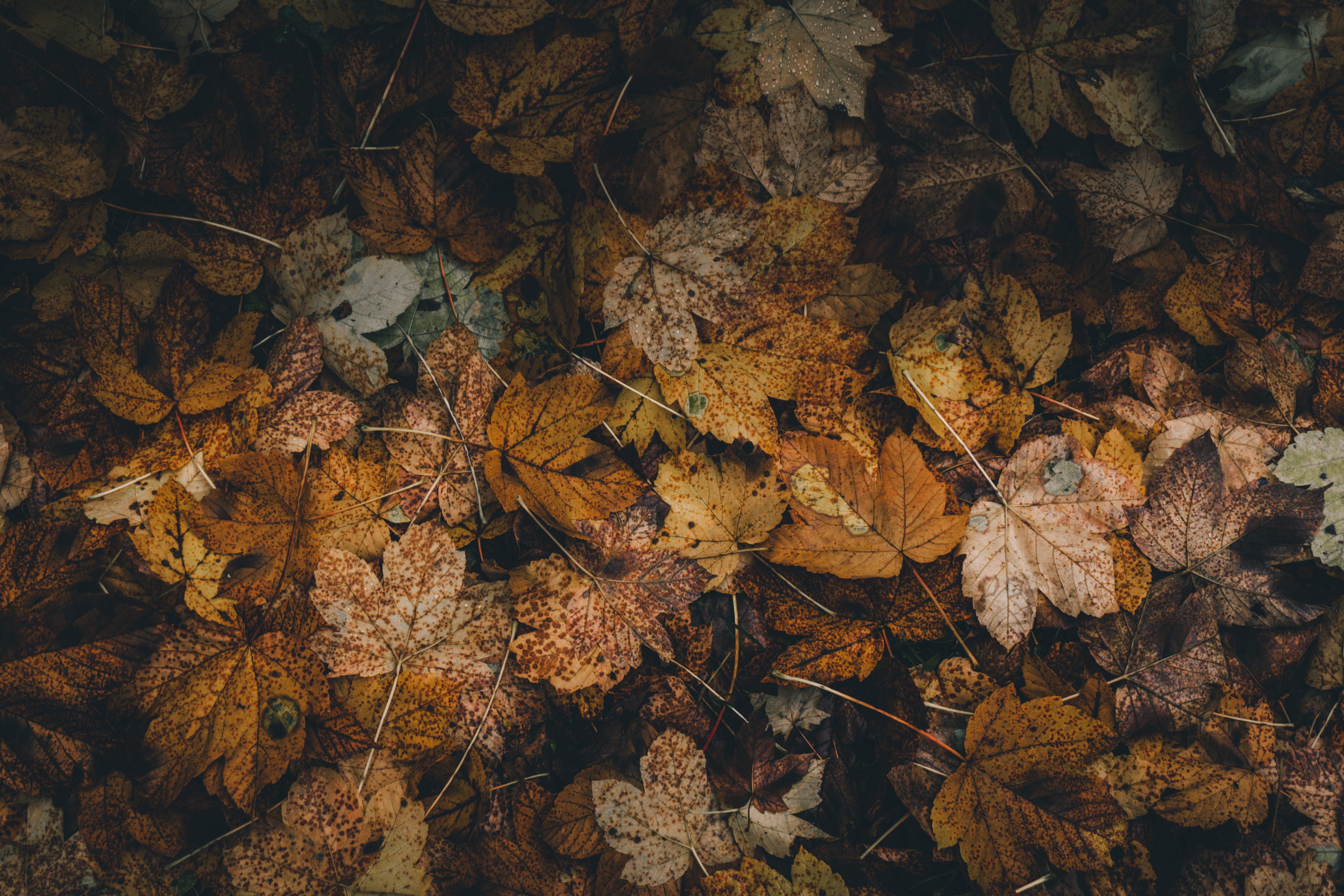 Dead Leaves Wallpapers