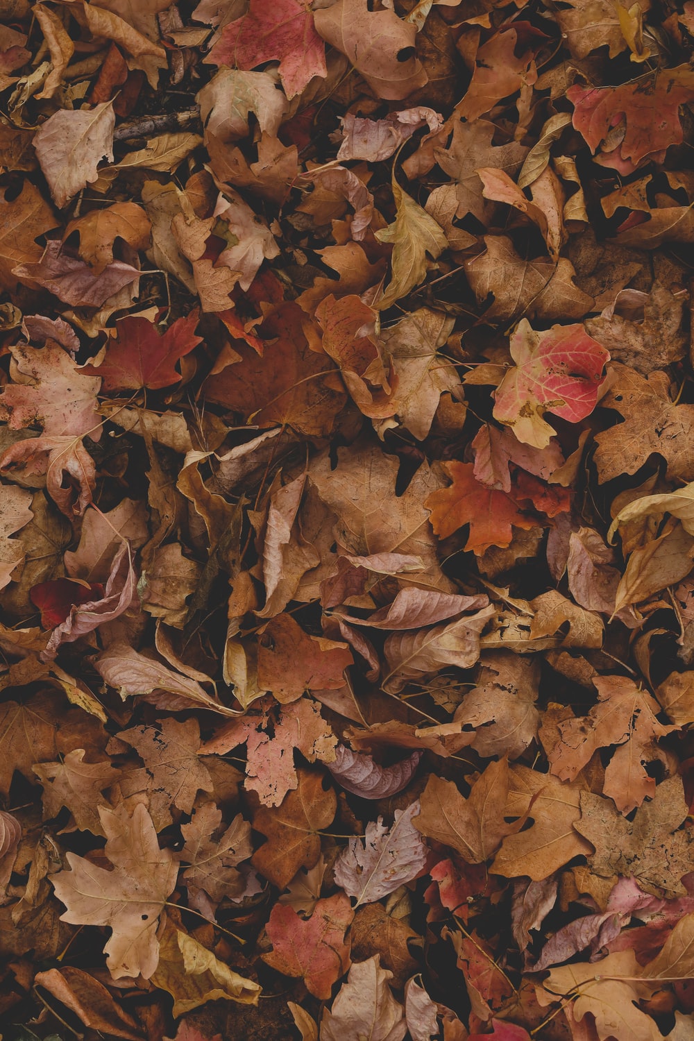 Dead Leaves Wallpapers