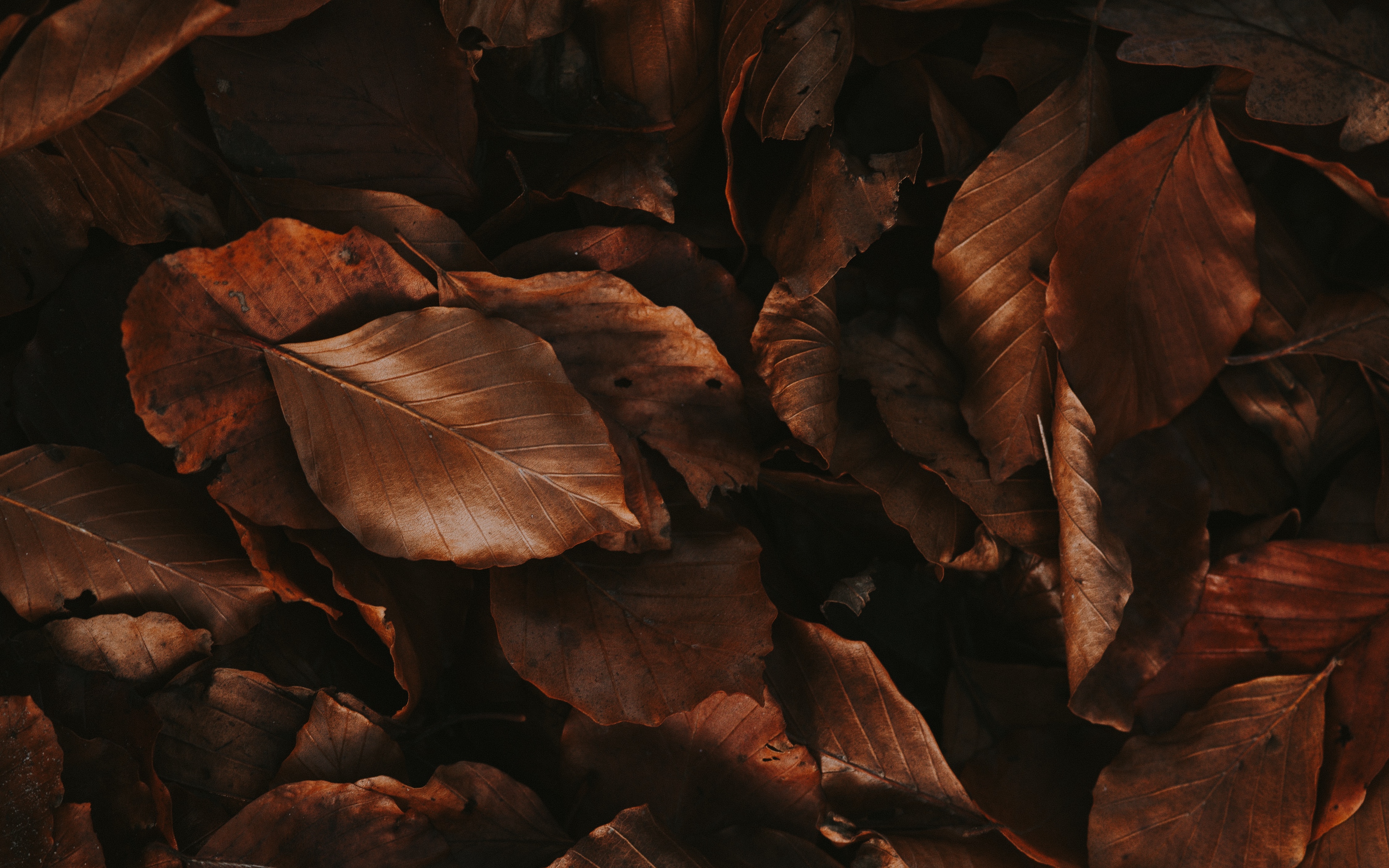 Dead Leaves Wallpapers