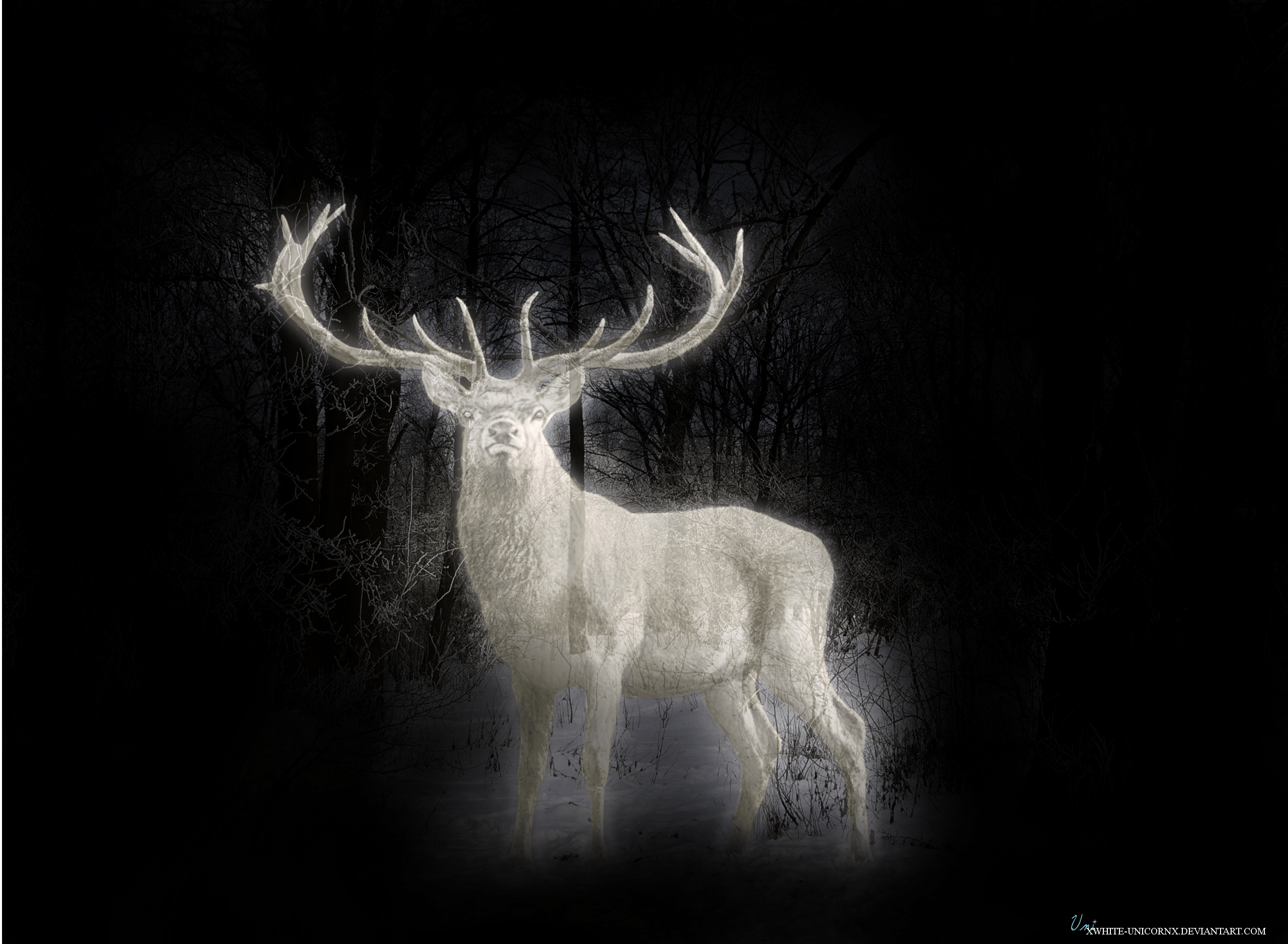 Deer Always Harry Potter Wallpapers