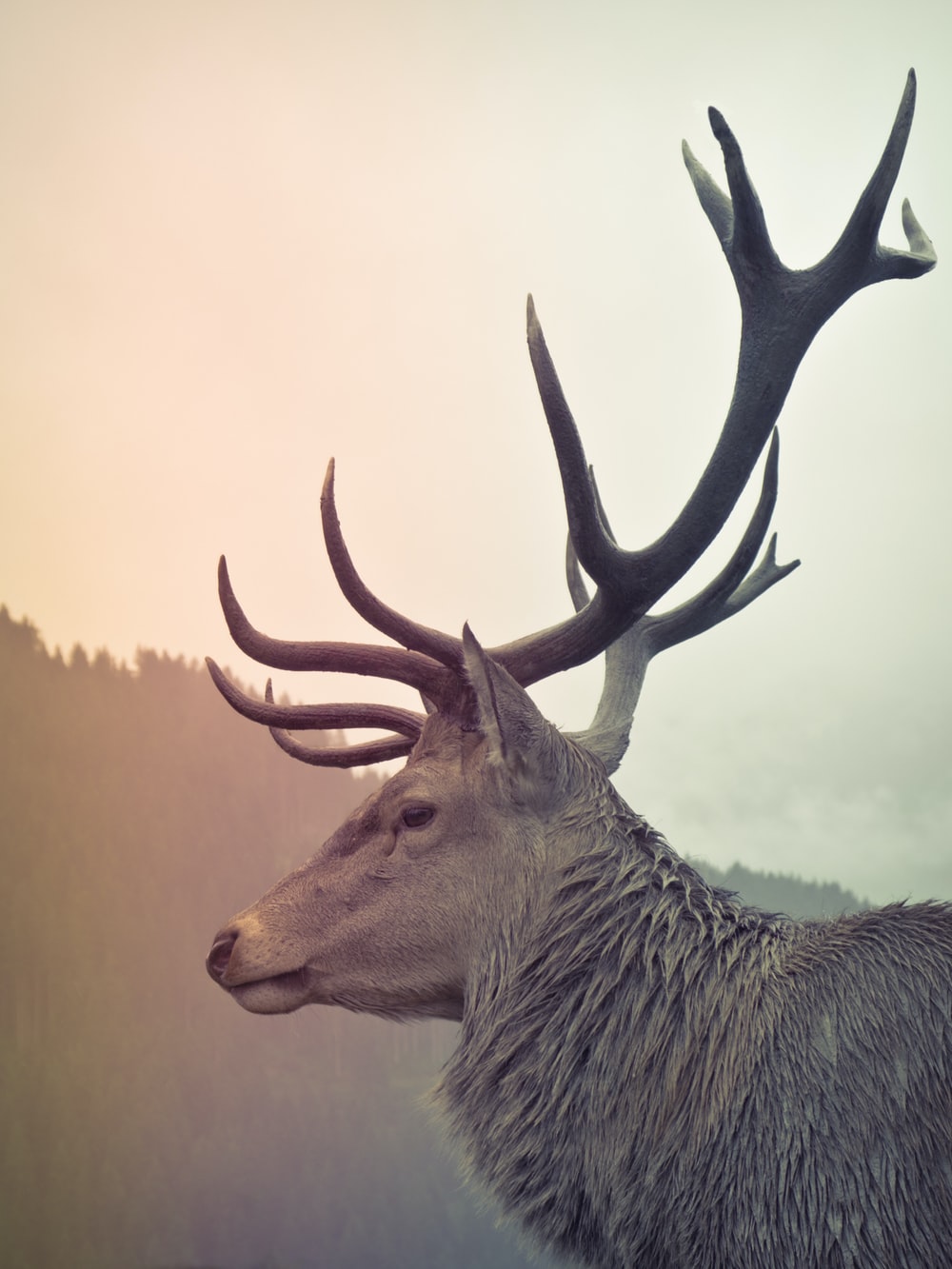 Deer Antler Wallpapers