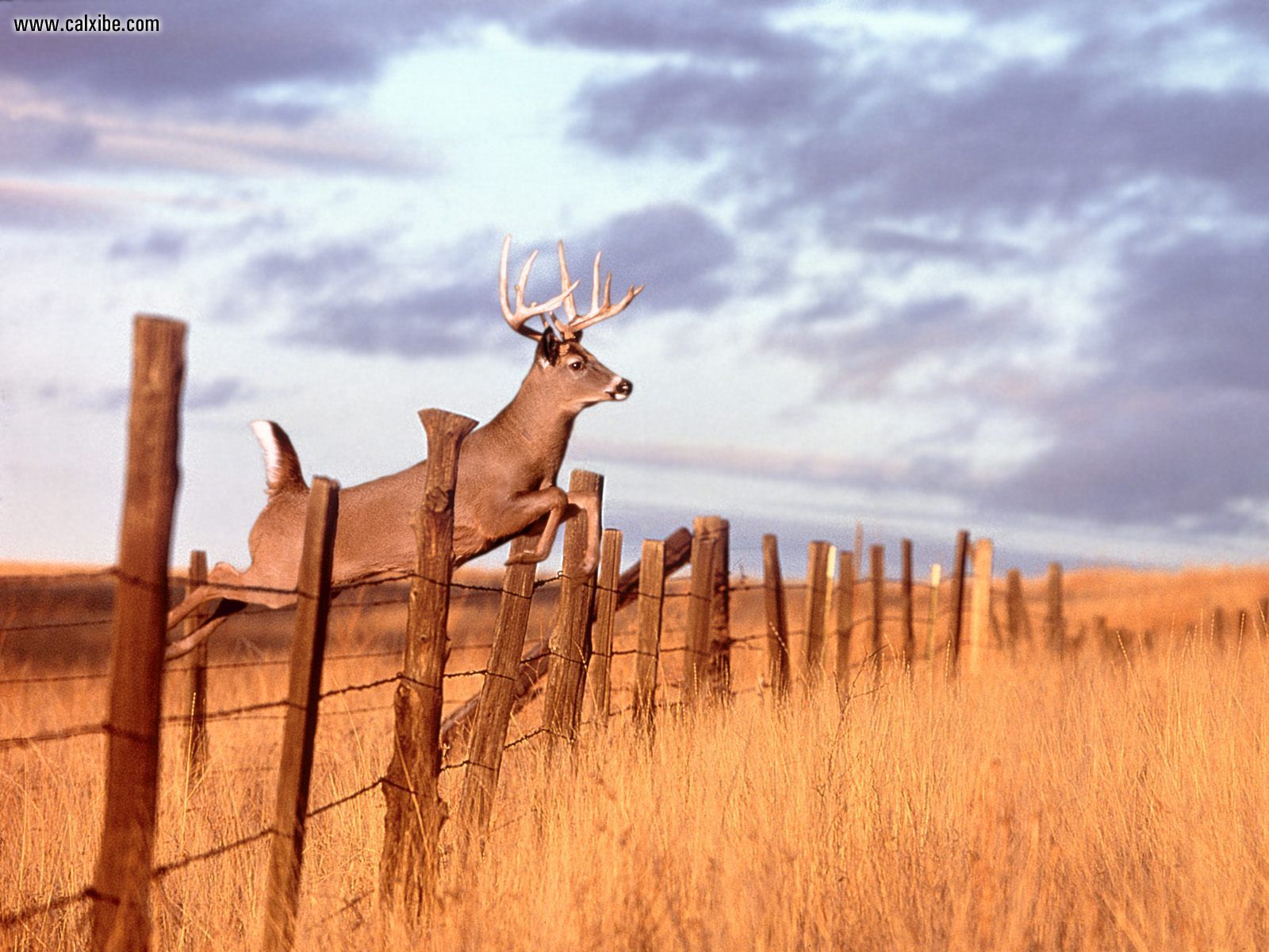 Deer Hunting Wallpapers