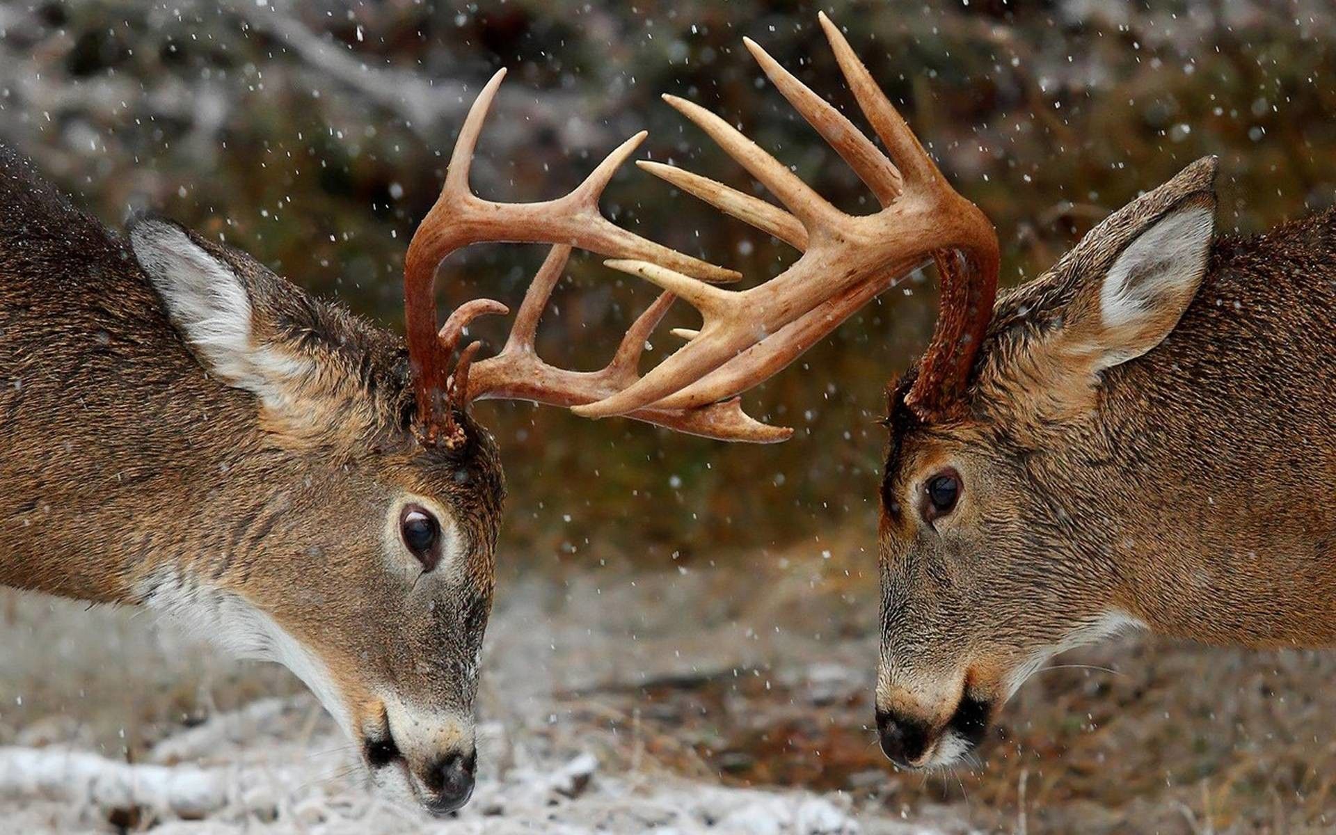 Deer Hunting Wallpapers