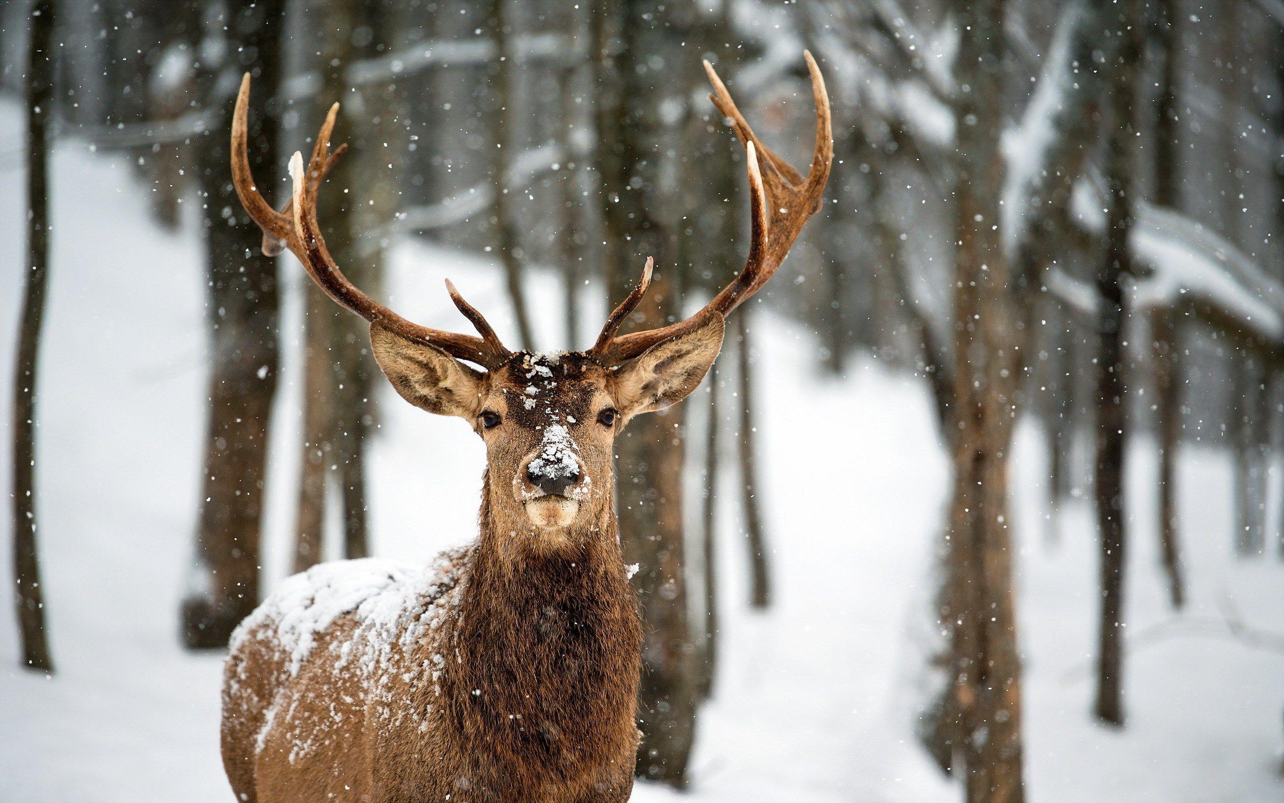 Deer In Snow Wallpapers