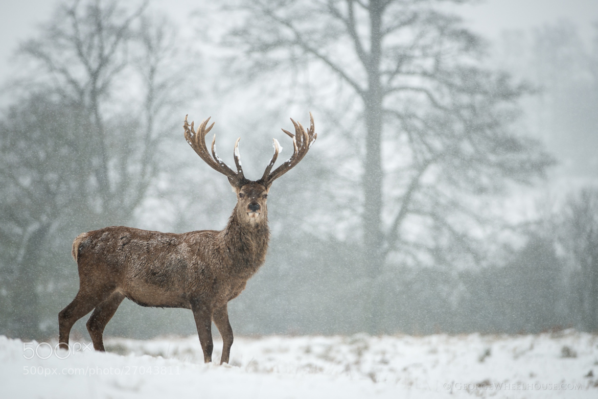 Deer In Snow Wallpapers