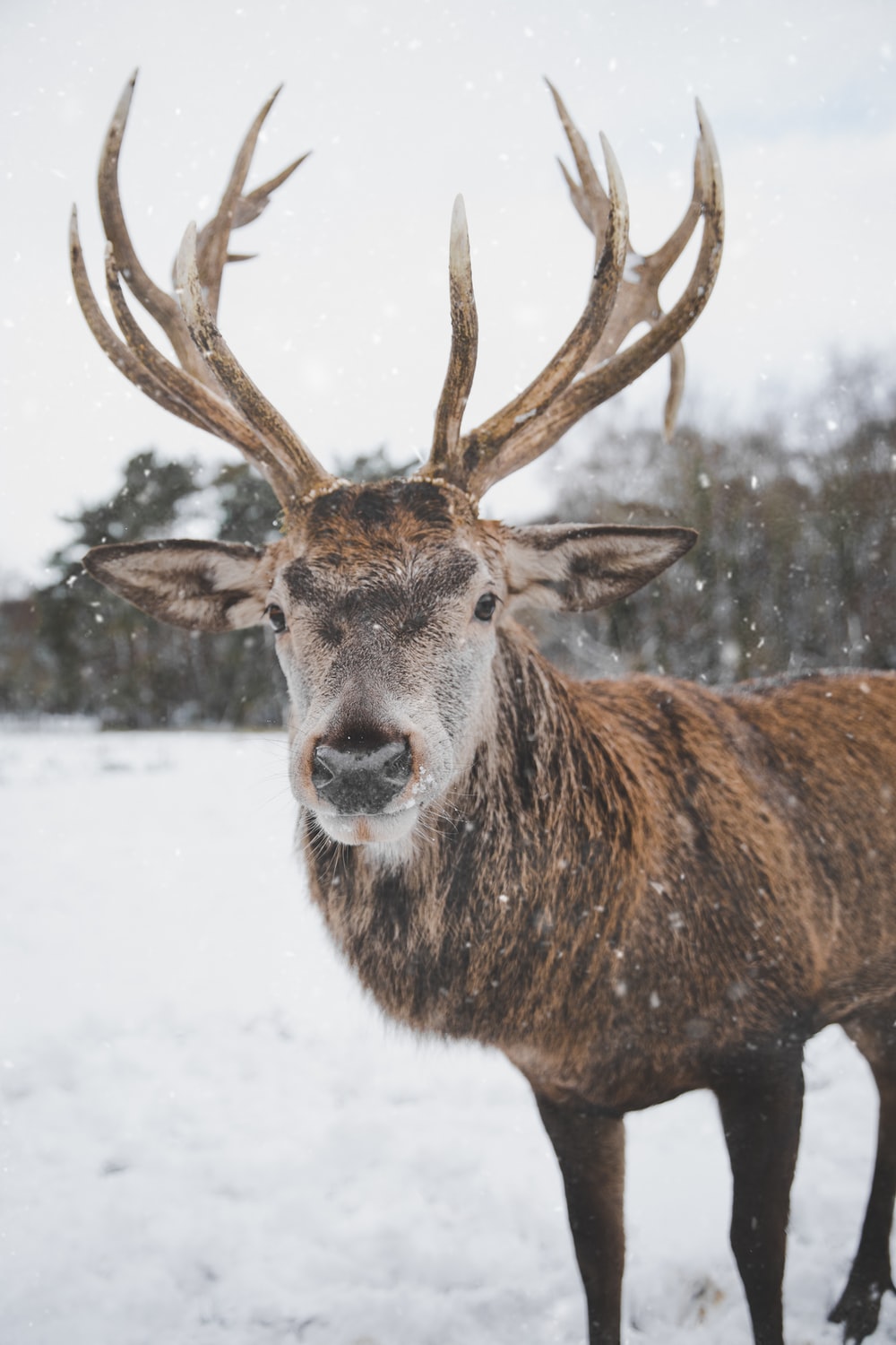 Deer In Snow Wallpapers