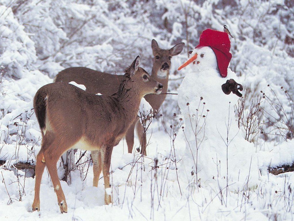 Deer In Snow Wallpapers