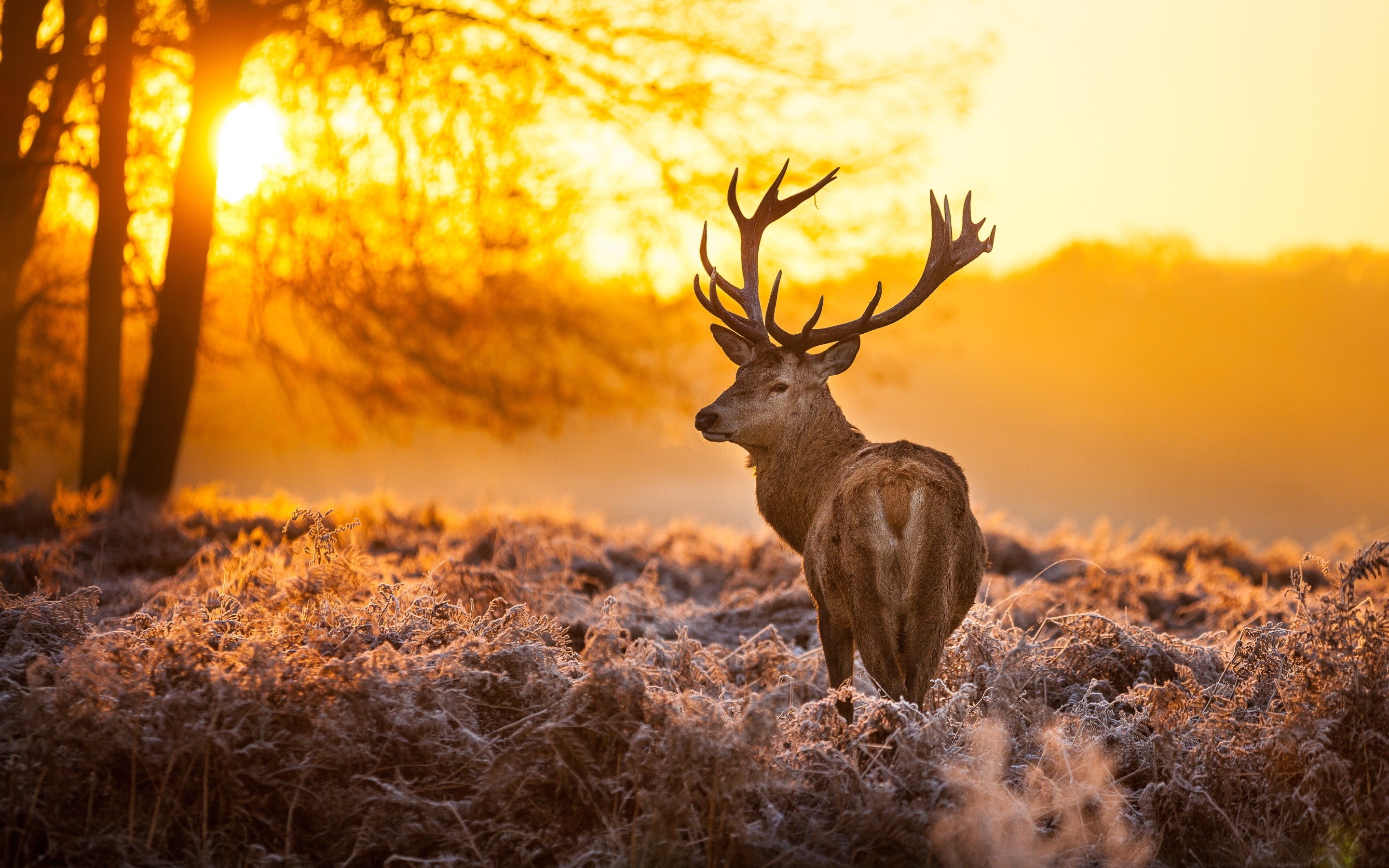 Deer Scene Wallpapers