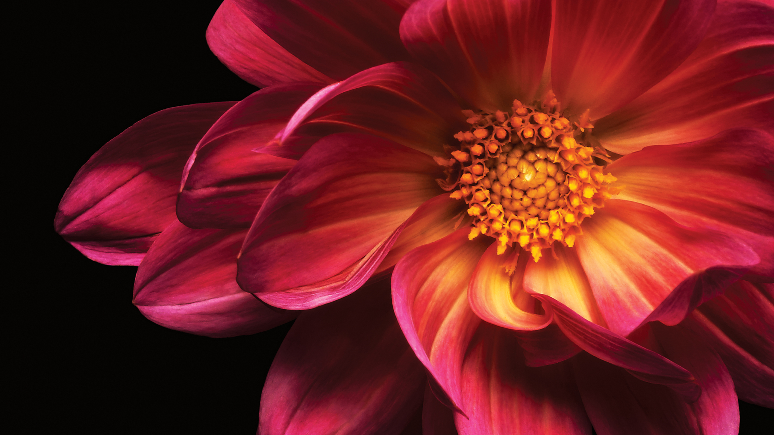 Dell Flower Wallpapers