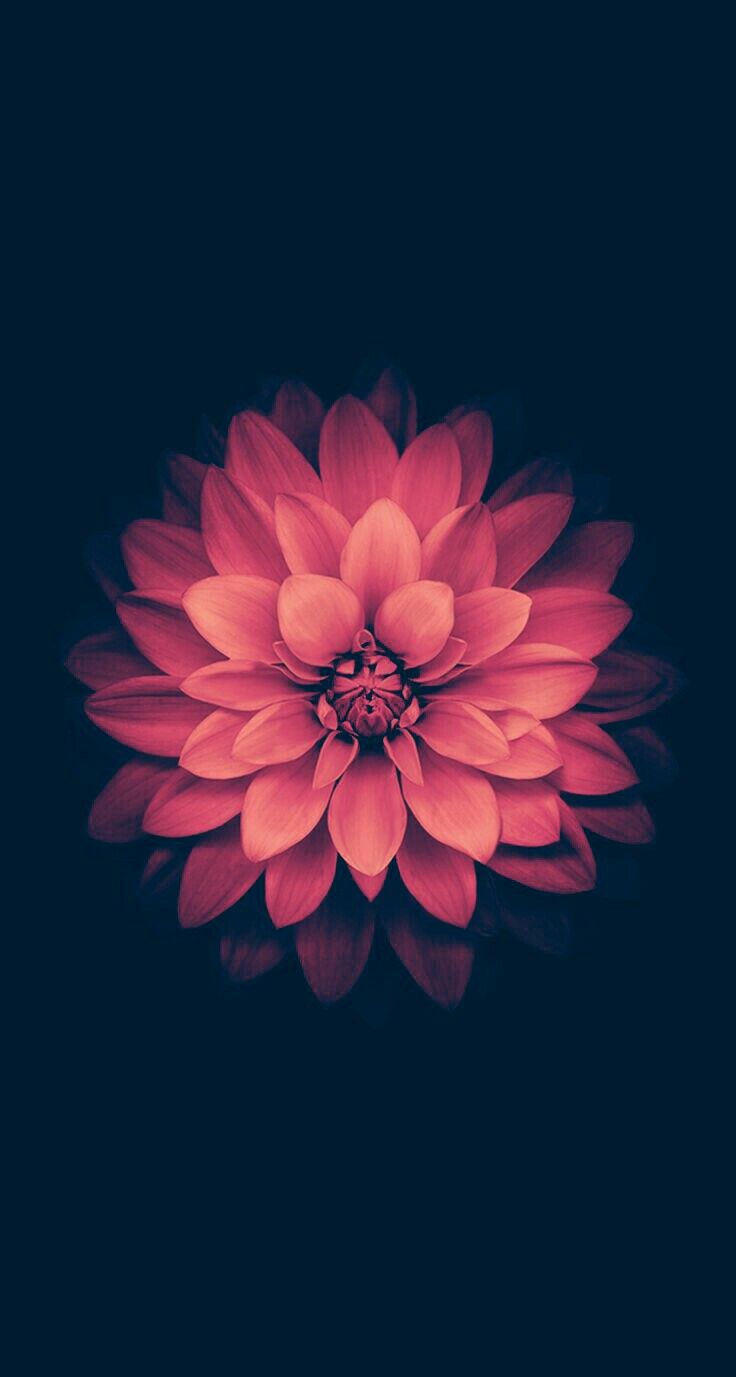 Dell Flower Wallpapers