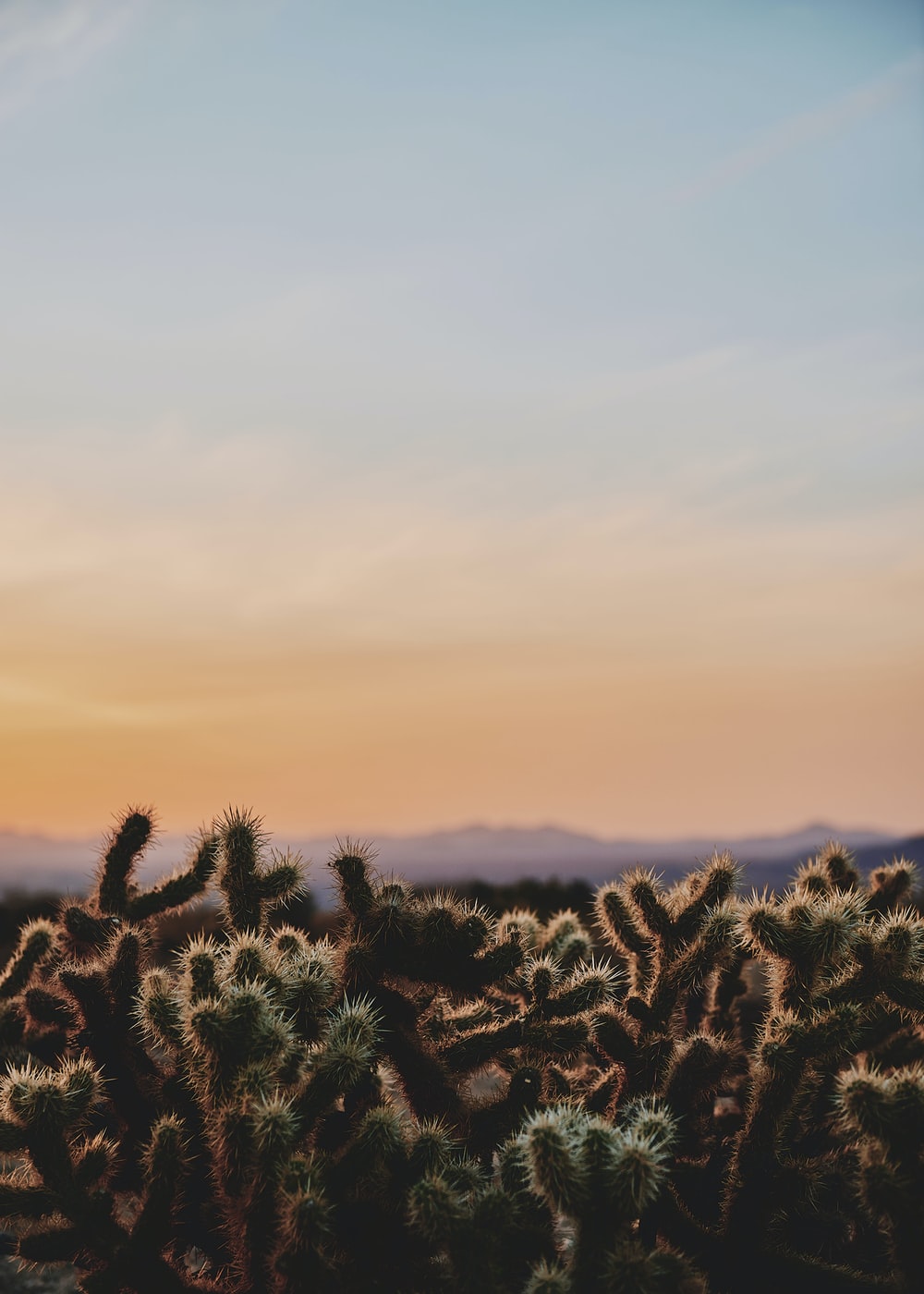 Desert Sunset Wallpapers