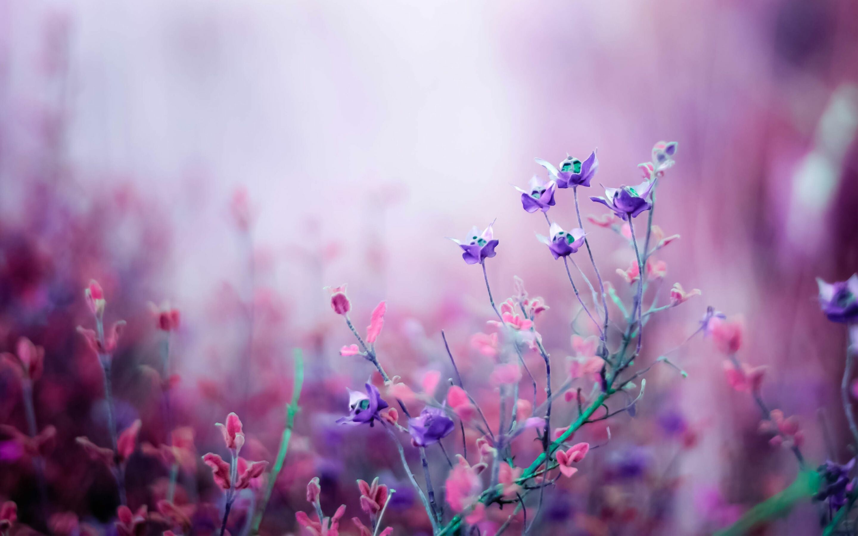 Desktop Floral Wallpapers