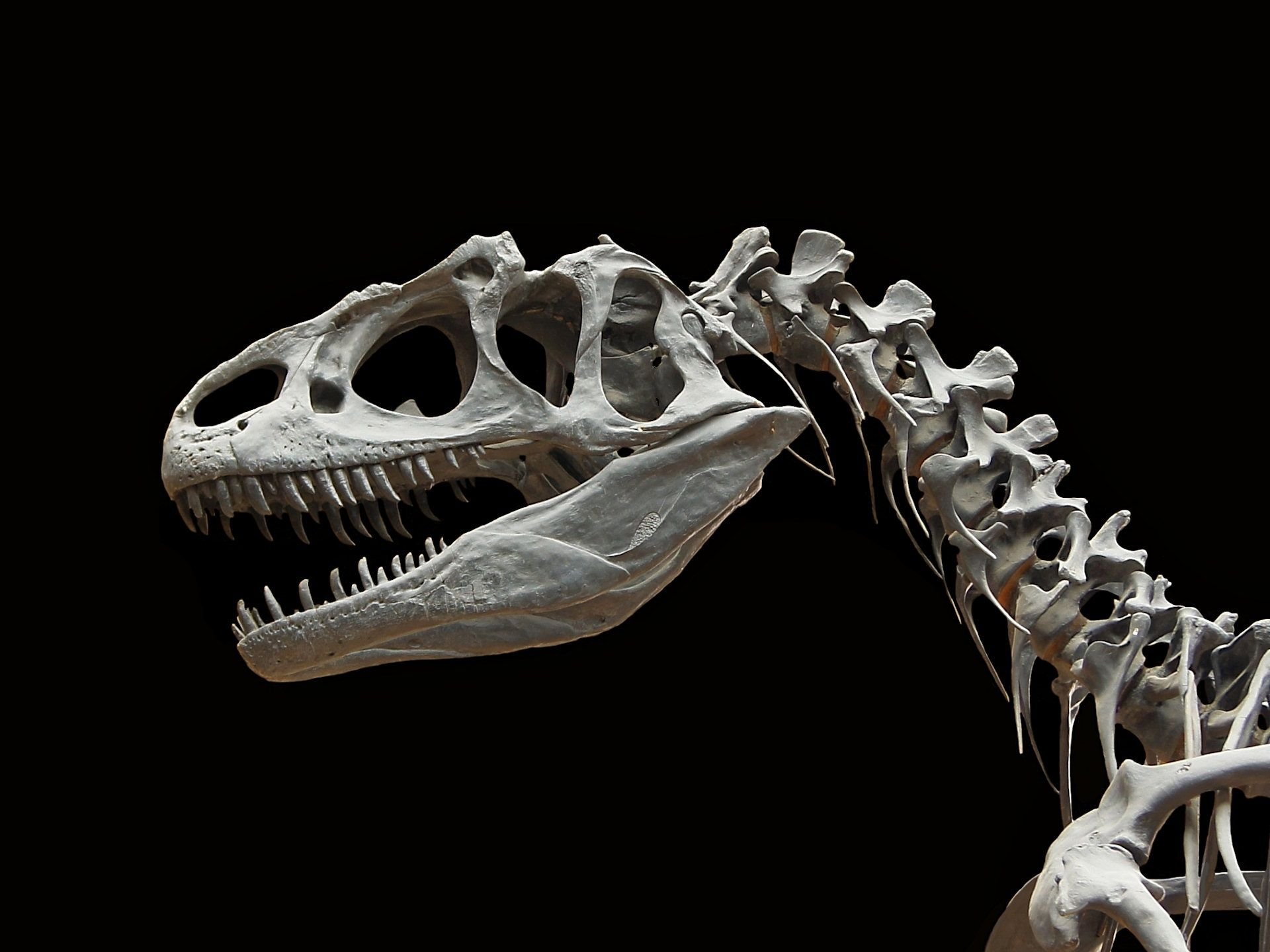 Dinosaur Skeleton Wallpapers