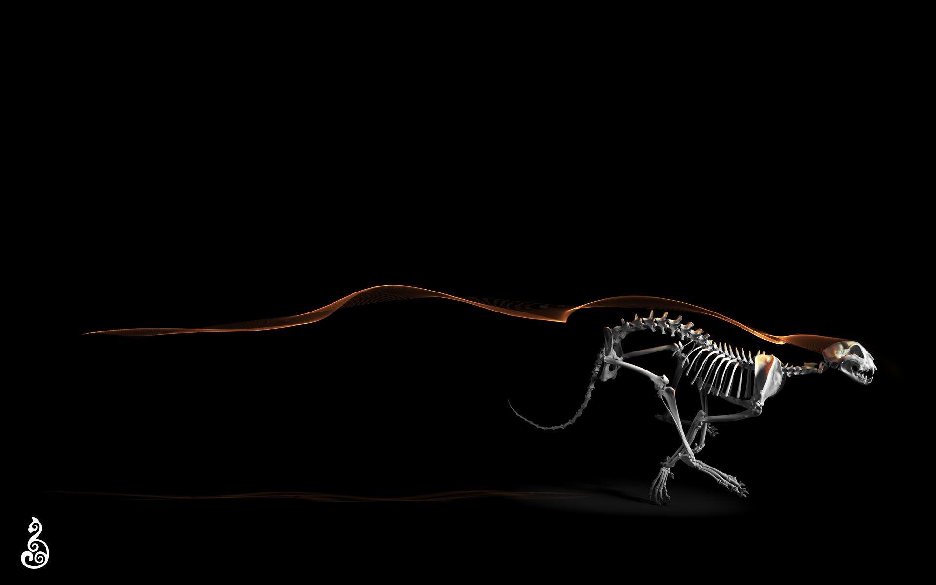 Dinosaur Skeleton Wallpapers