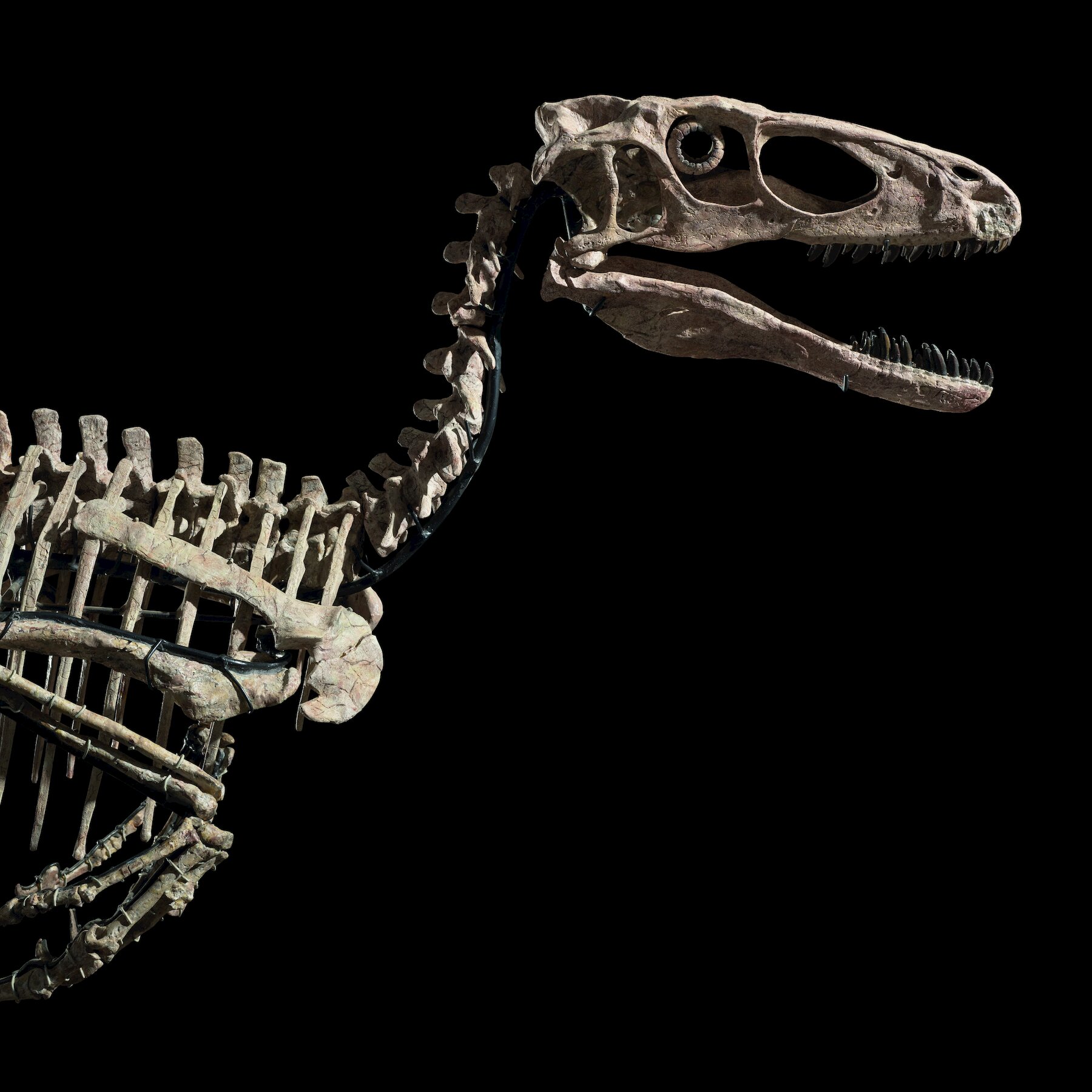 Dinosaur Skeleton Wallpapers