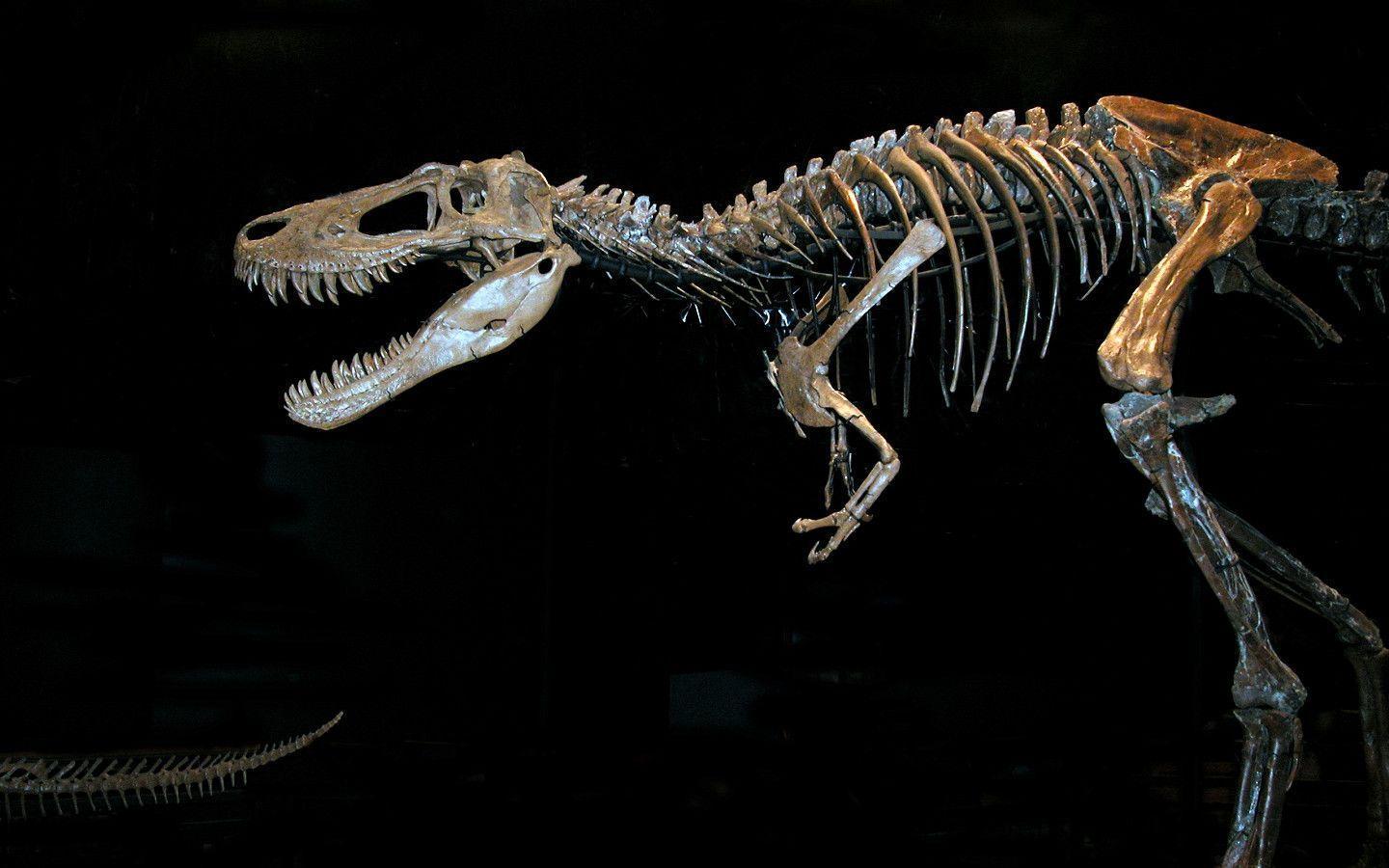 Dinosaur Skeleton Wallpapers